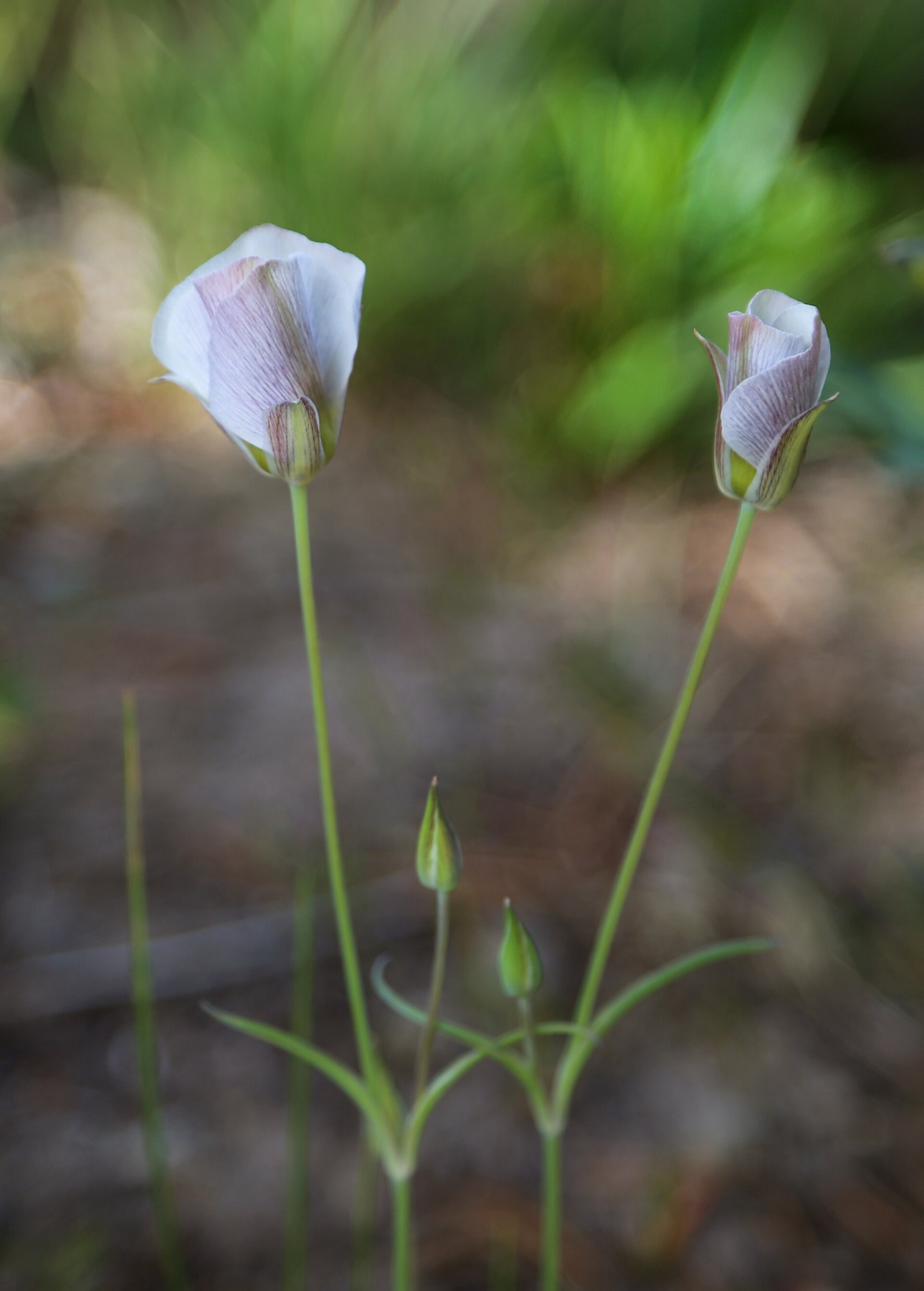 Leichtlin's Mariposa Lily — photo 14