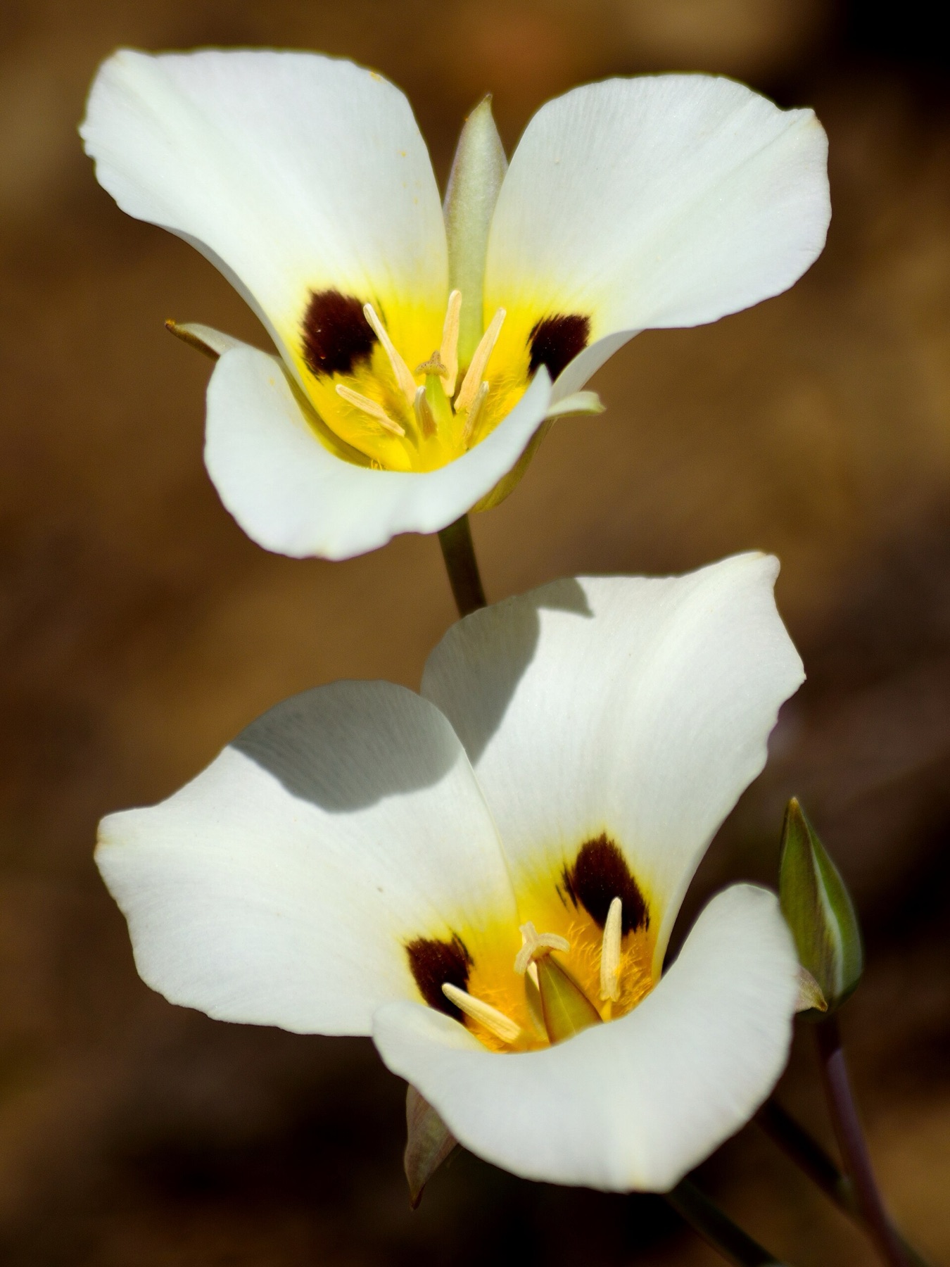 Leichtlin's Mariposa Lily — photo 15