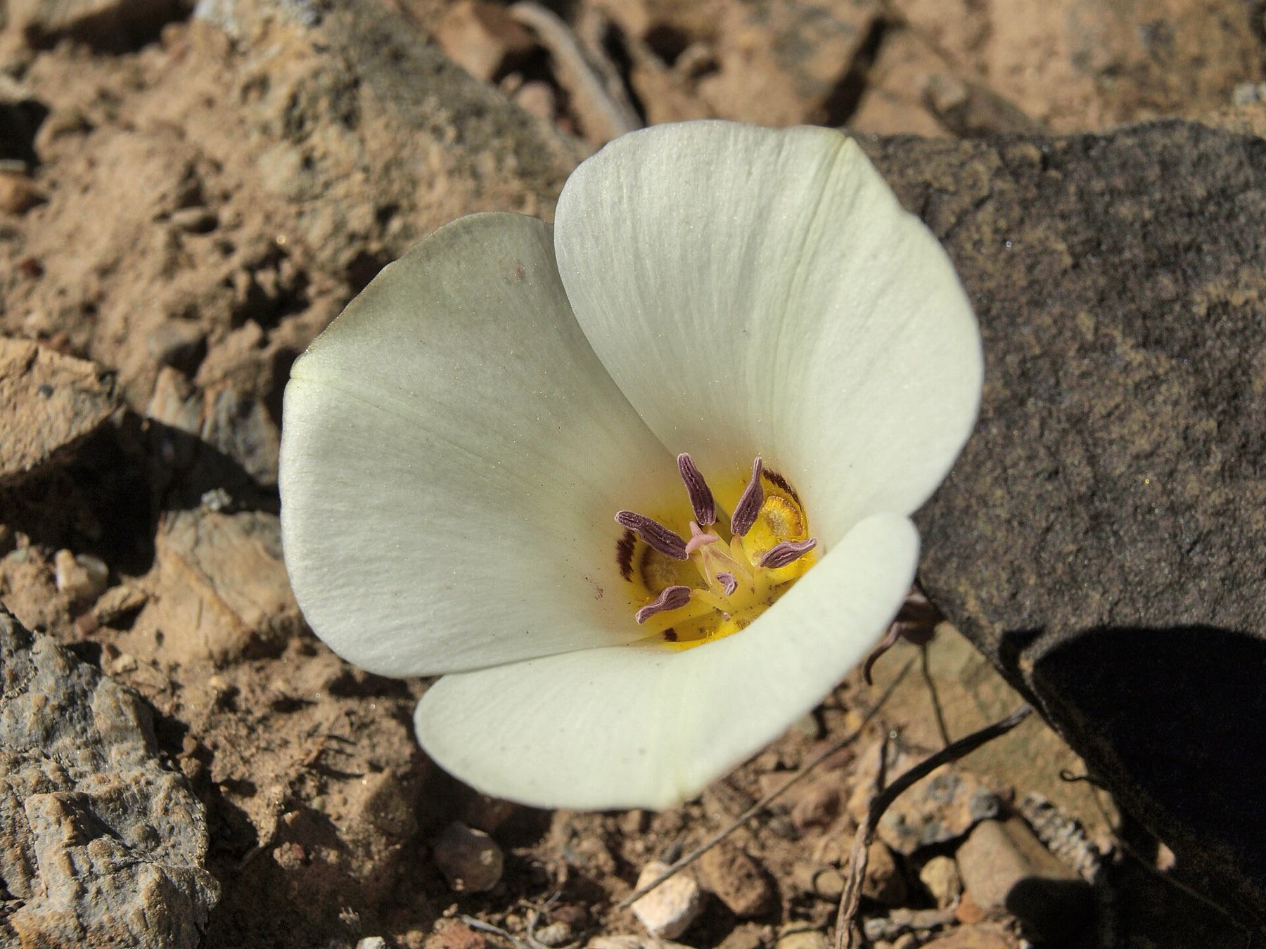 Leichtlin's Mariposa Lily — photo 16