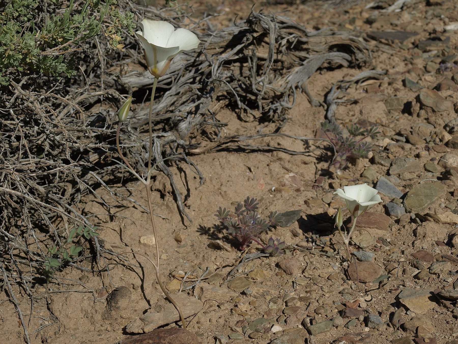 Leichtlin's Mariposa Lily — photo 17