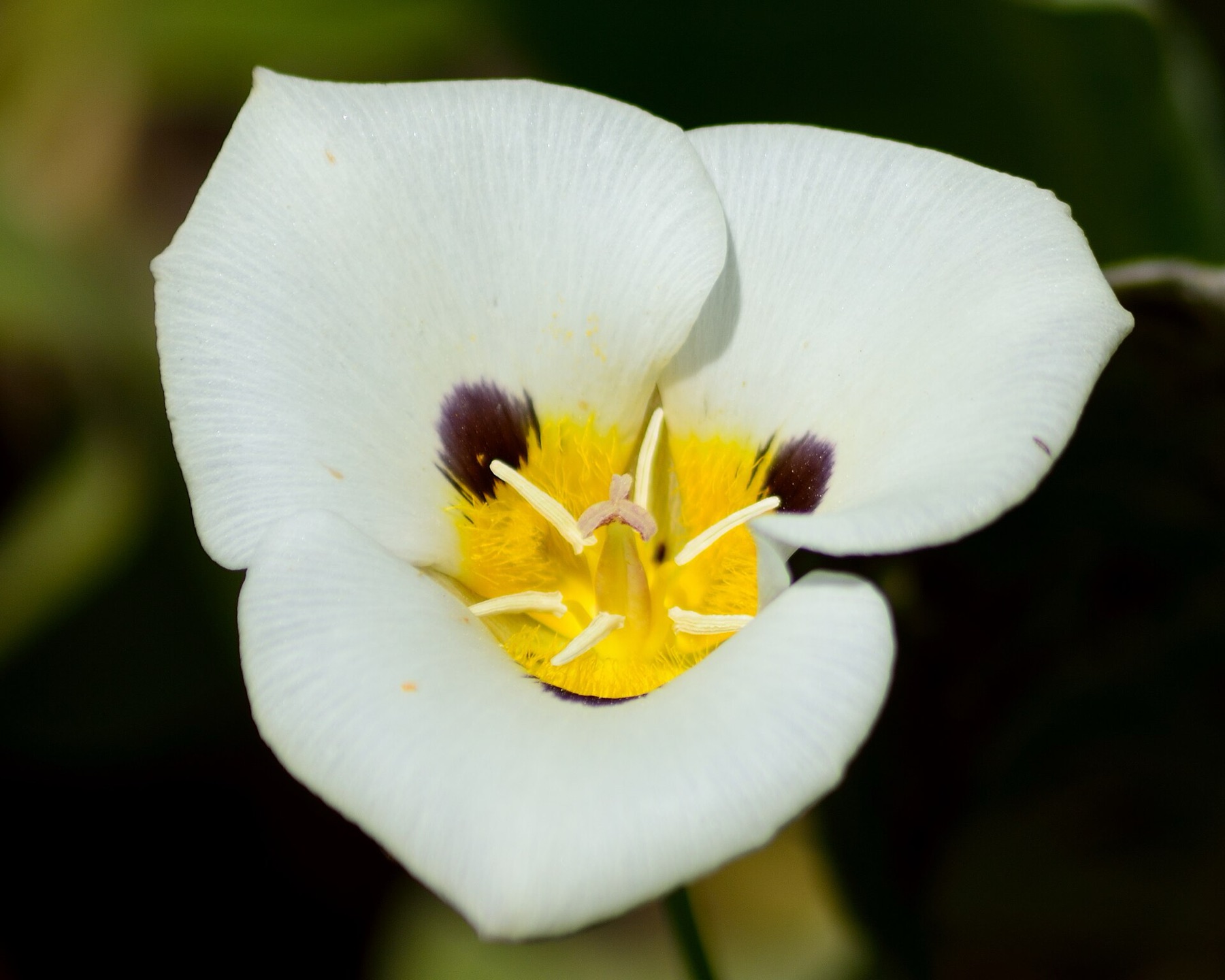 Leichtlin's Mariposa Lily — photo 18
