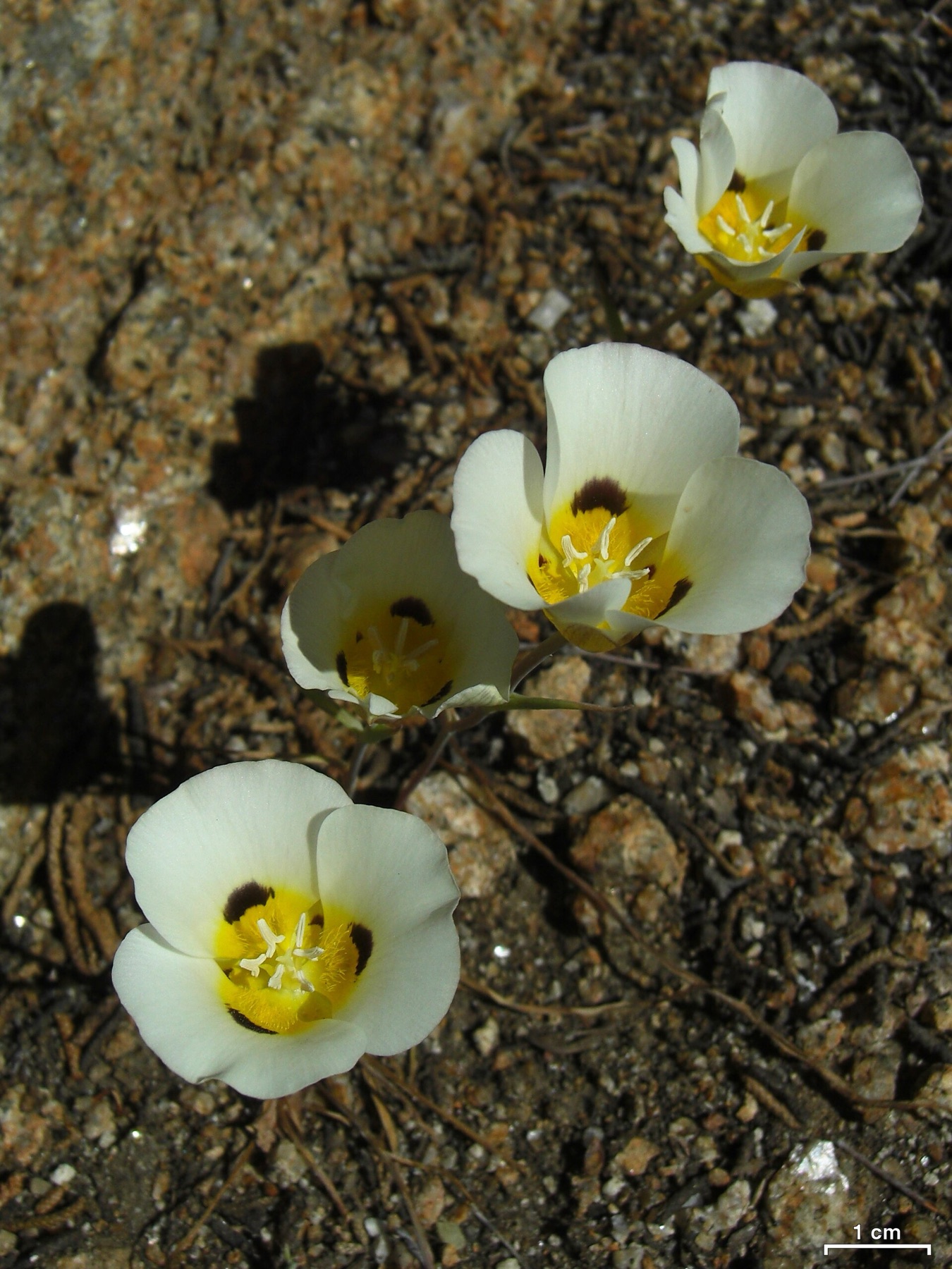 Leichtlin's Mariposa Lily — photo 19