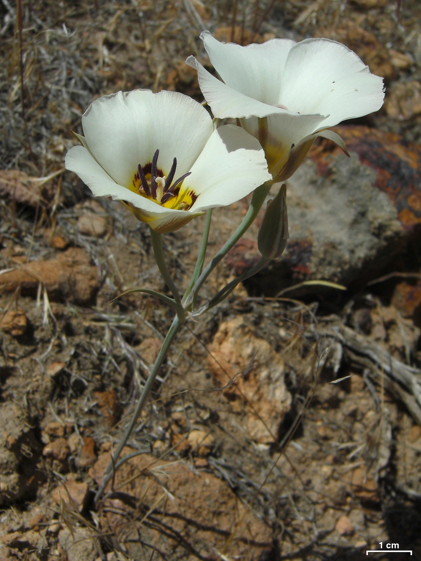 Leichtlin's Mariposa Lily — photo 20