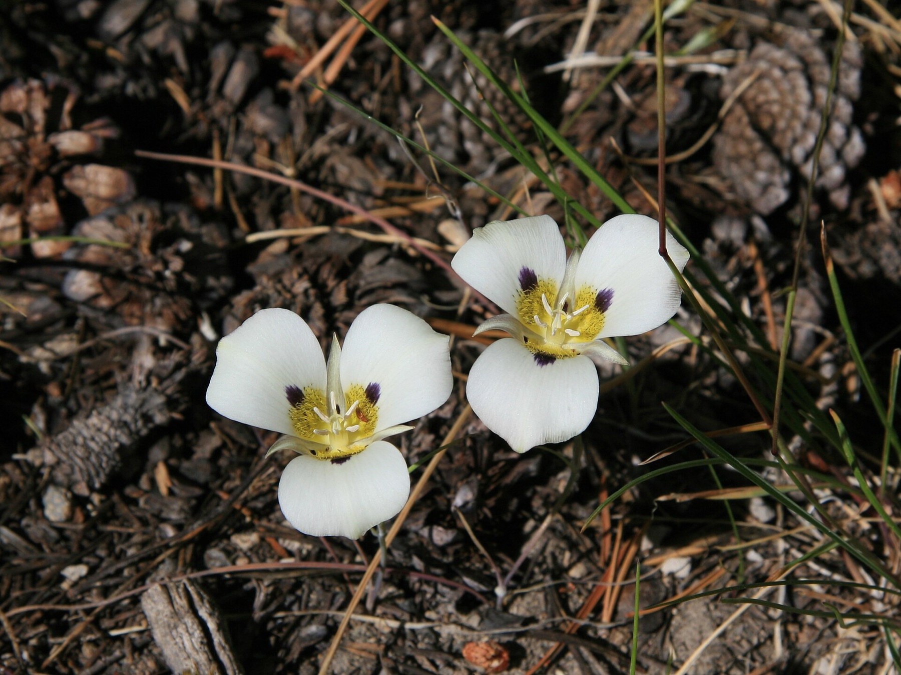 Leichtlin's Mariposa Lily — photo 21