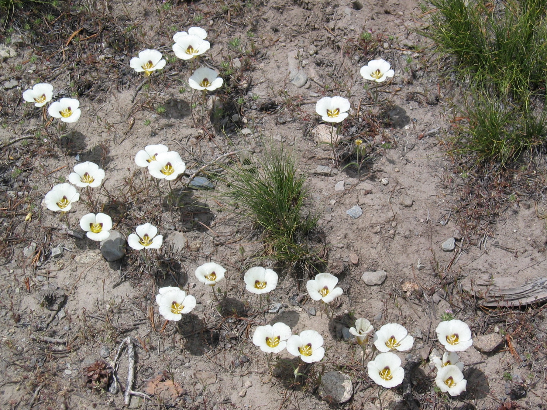 Leichtlin's Mariposa Lily — photo 22