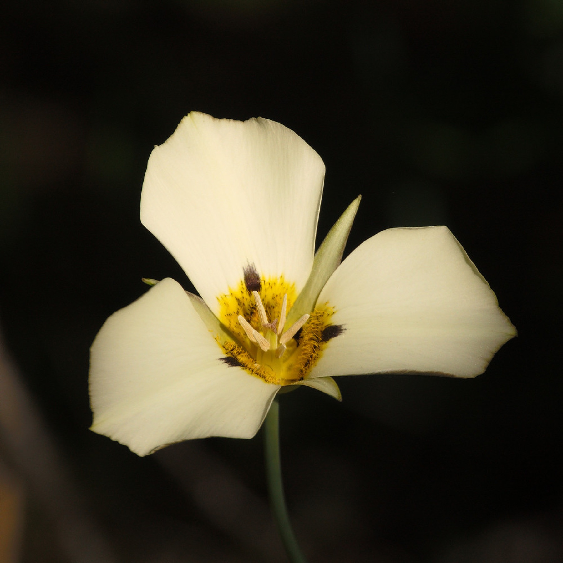 Leichtlin's Mariposa Lily — photo 23