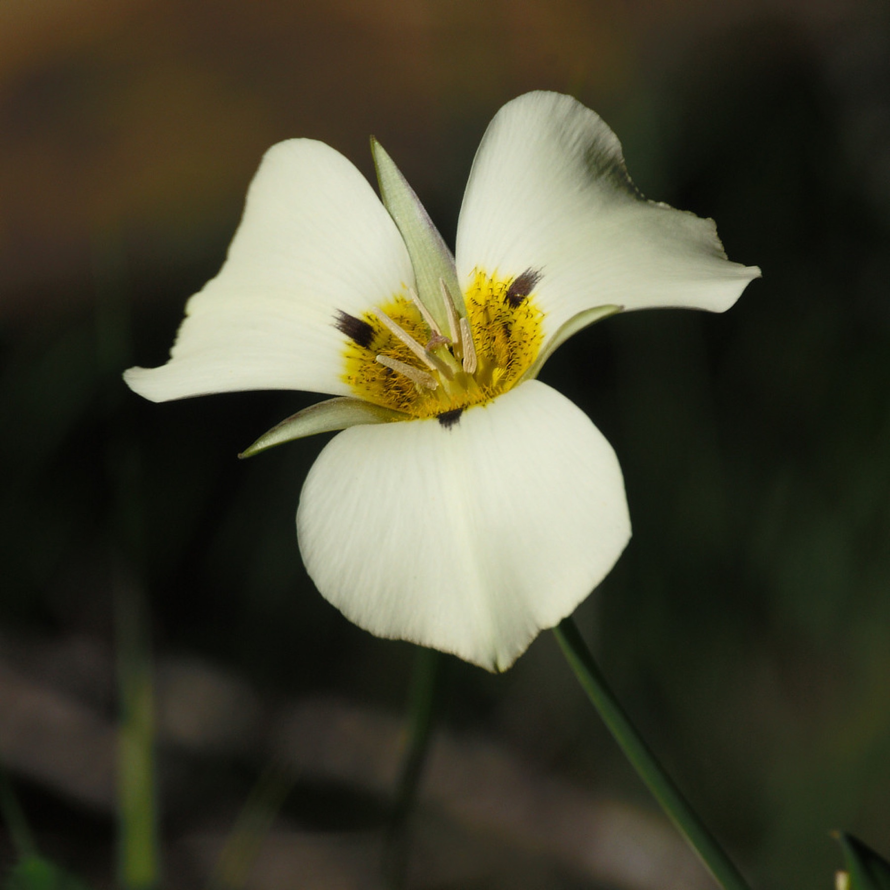 Leichtlin's Mariposa Lily — photo 24