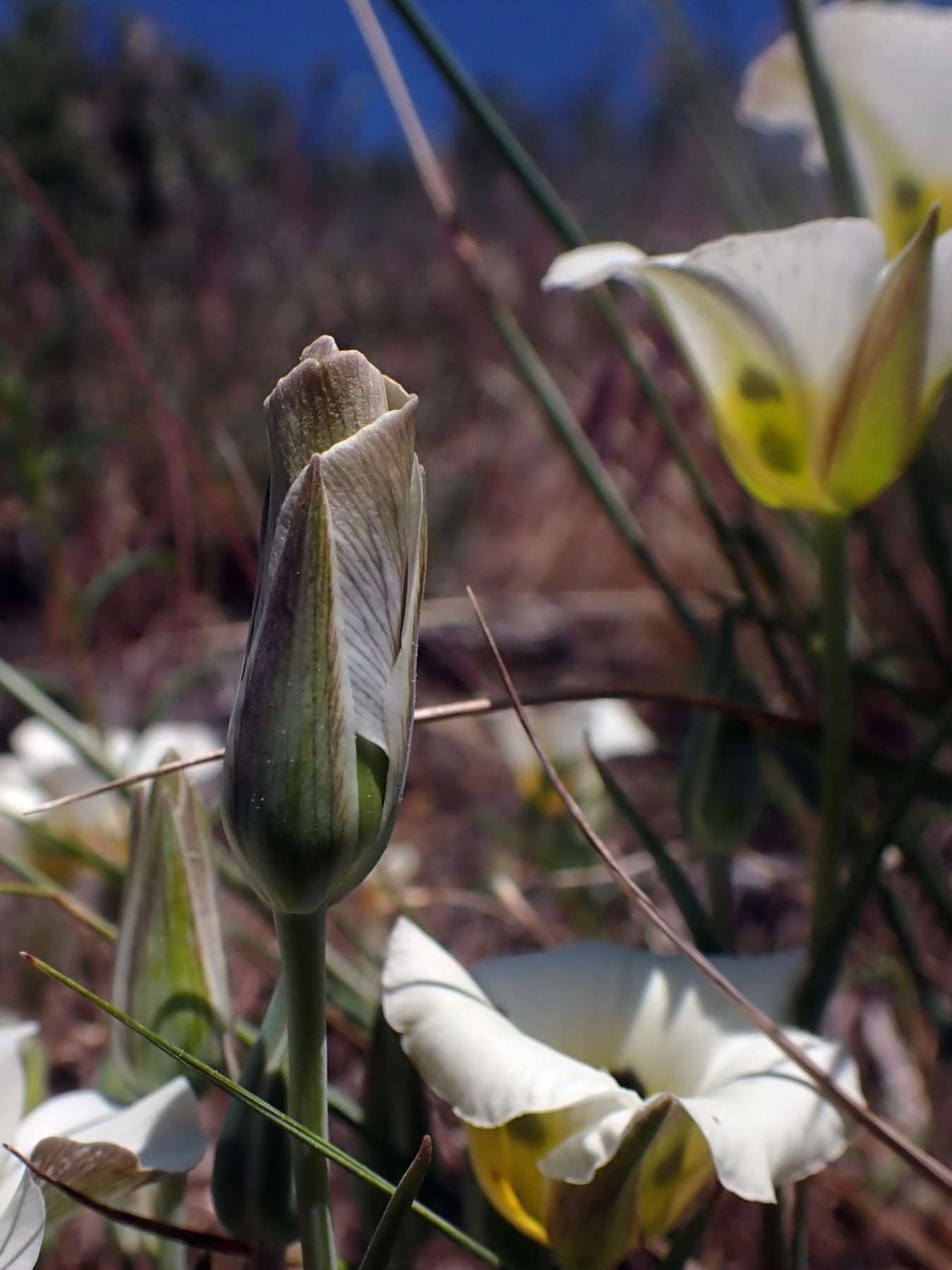 Leichtlin's Mariposa Lily