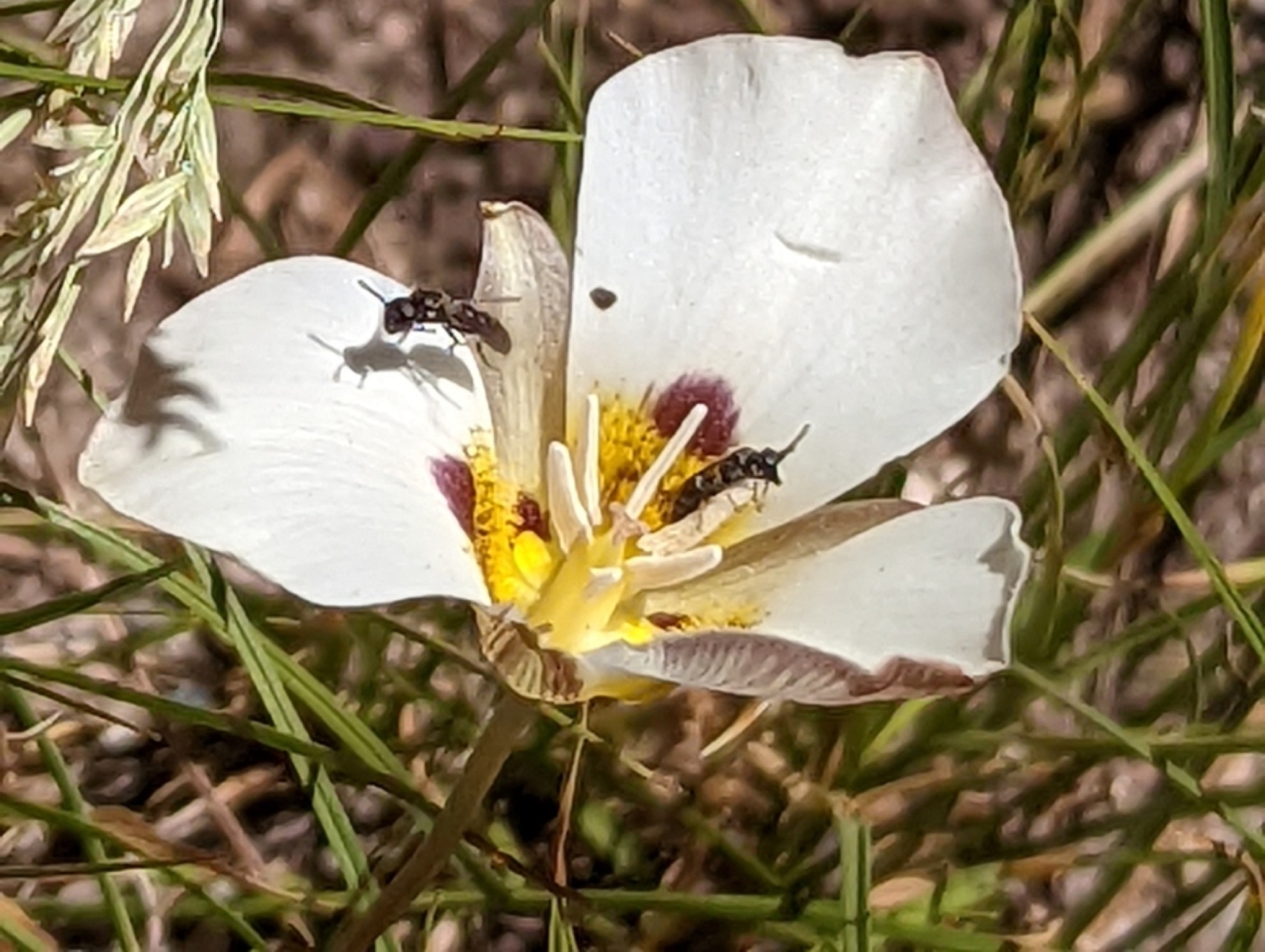 Leichtlin's Mariposa Lily — photo 2
