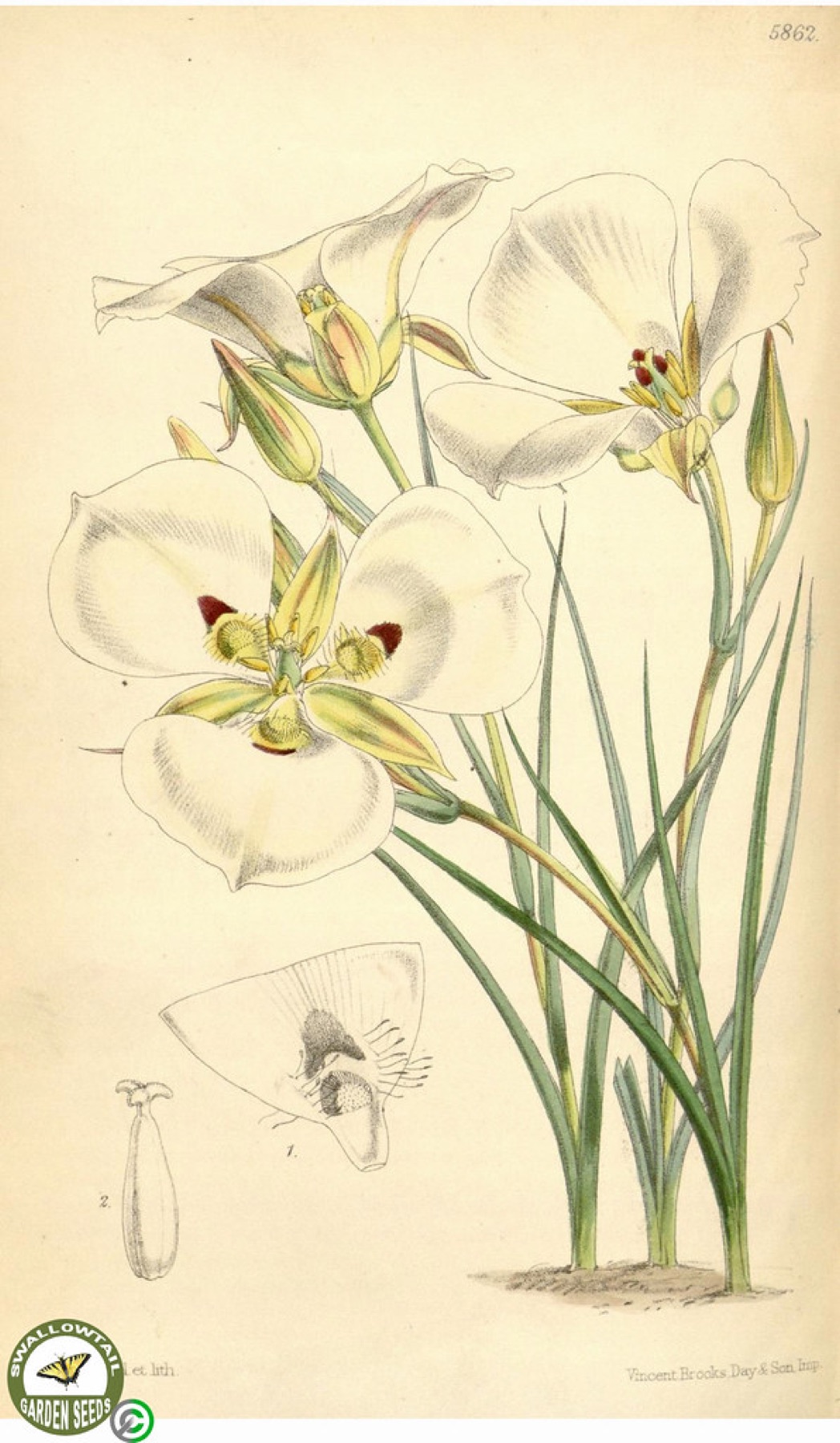 Leichtlin's Mariposa Lily — photo 3