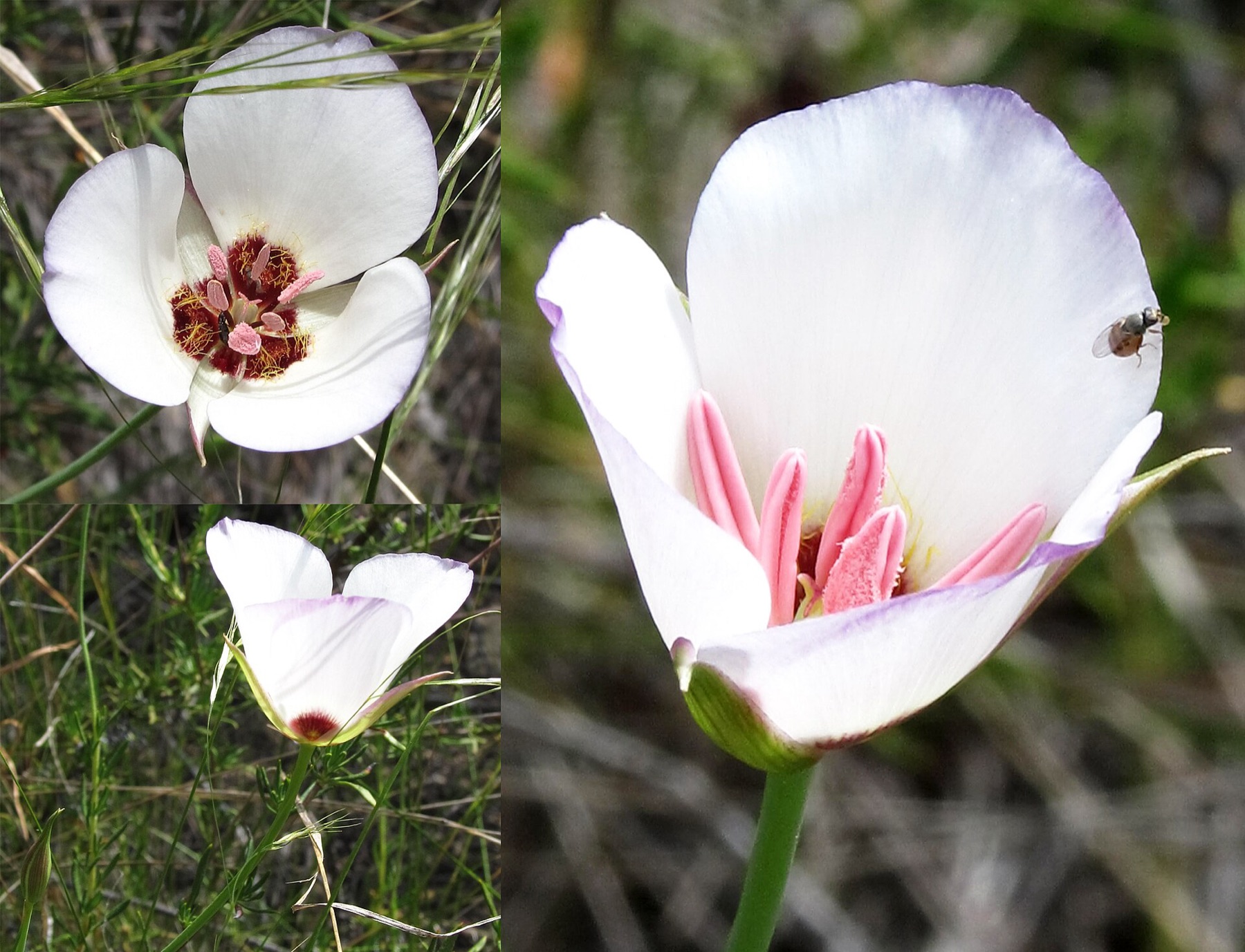Leichtlin's Mariposa Lily — photo 4