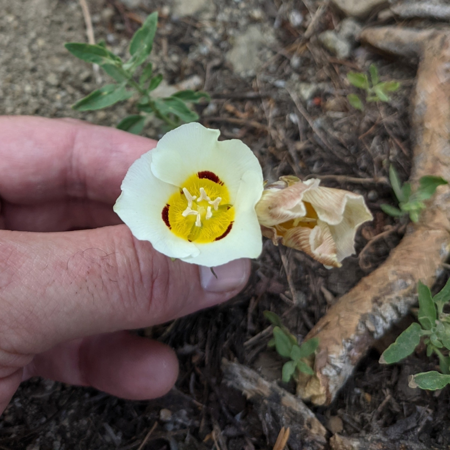 Leichtlin's Mariposa Lily — photo 5