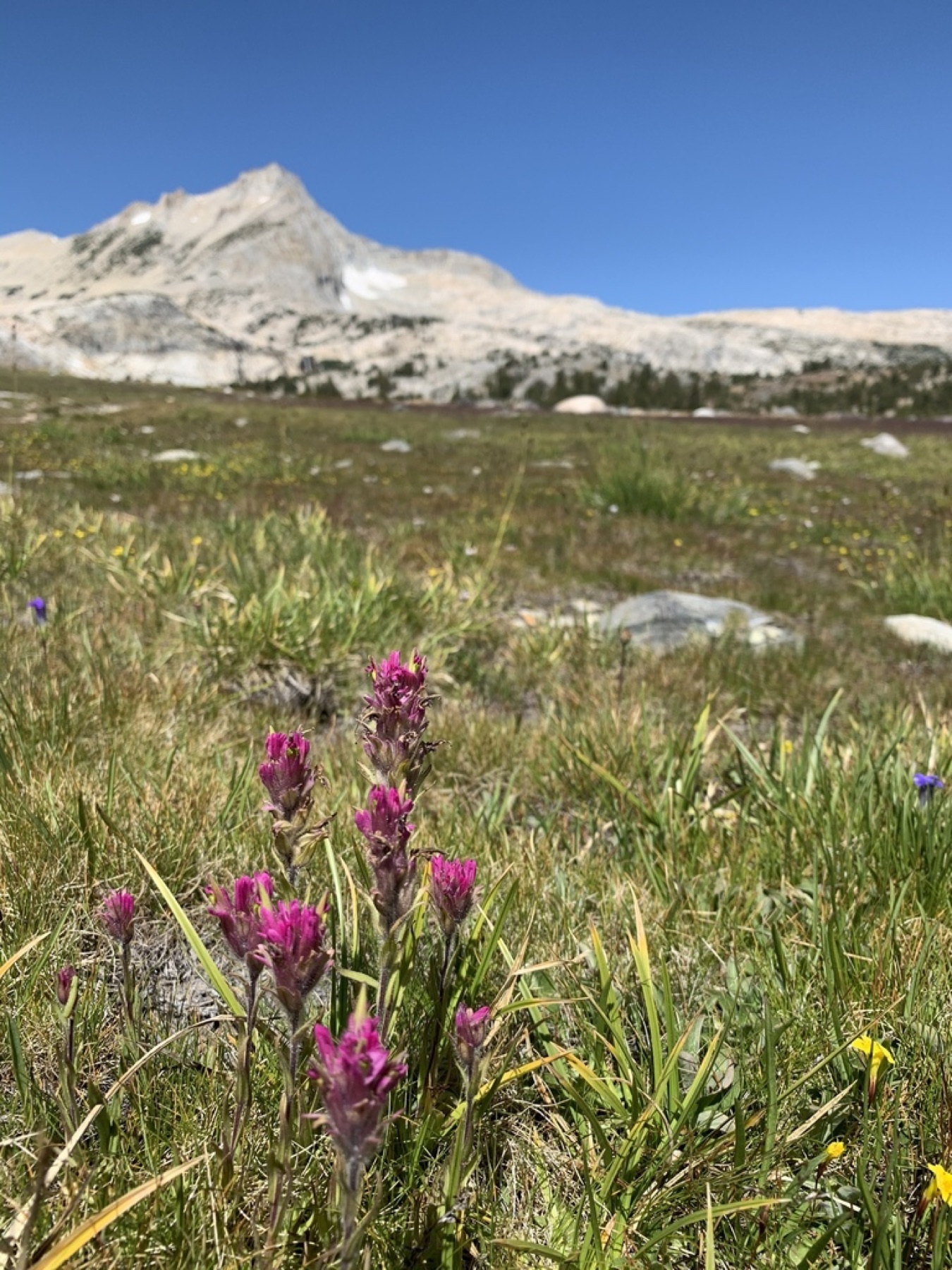 Lemmon's Paintbrush