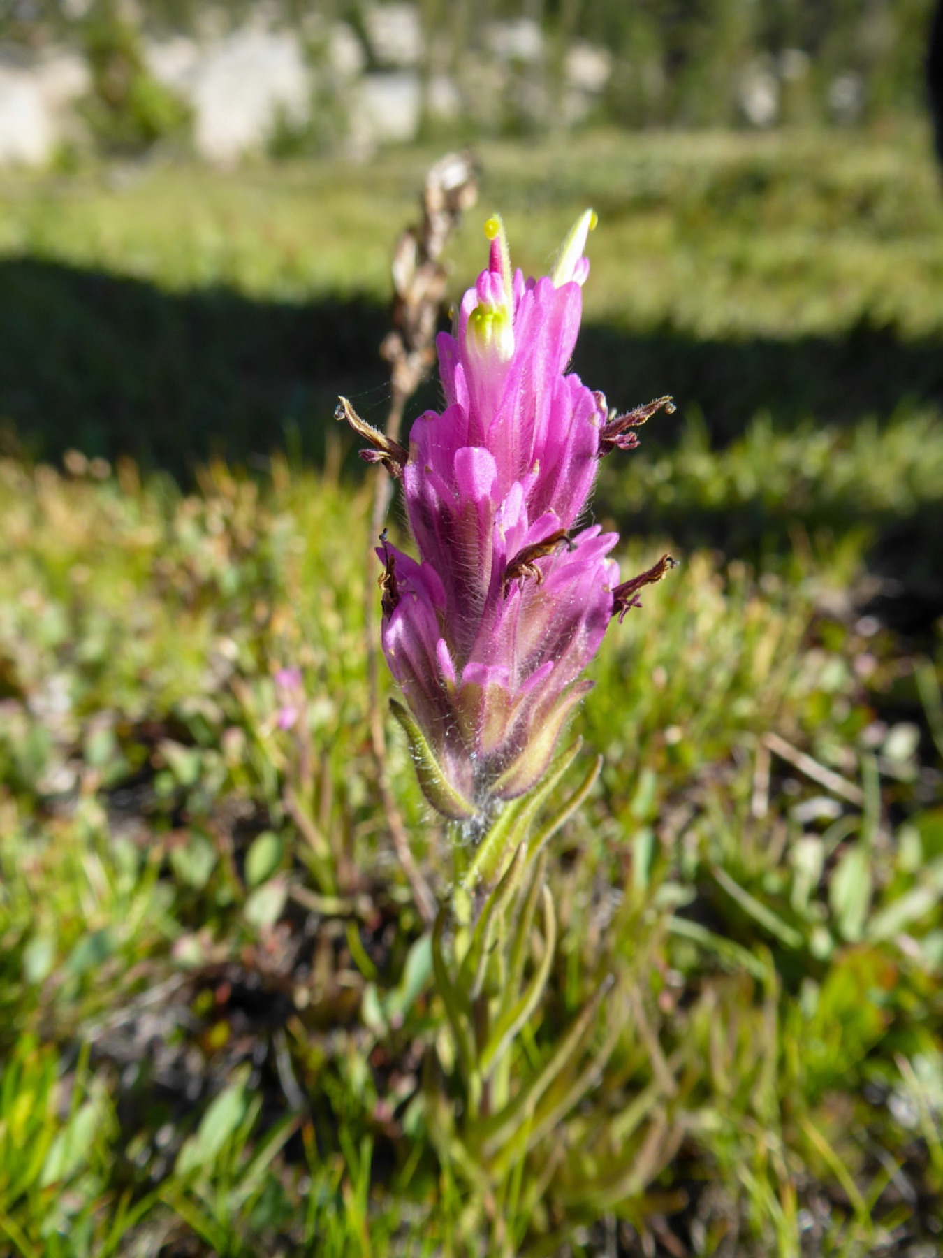 Lemmon's Paintbrush — photo 2
