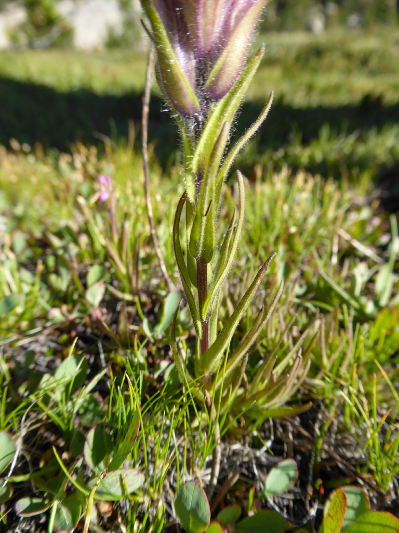 Lemmon's Paintbrush — photo 3