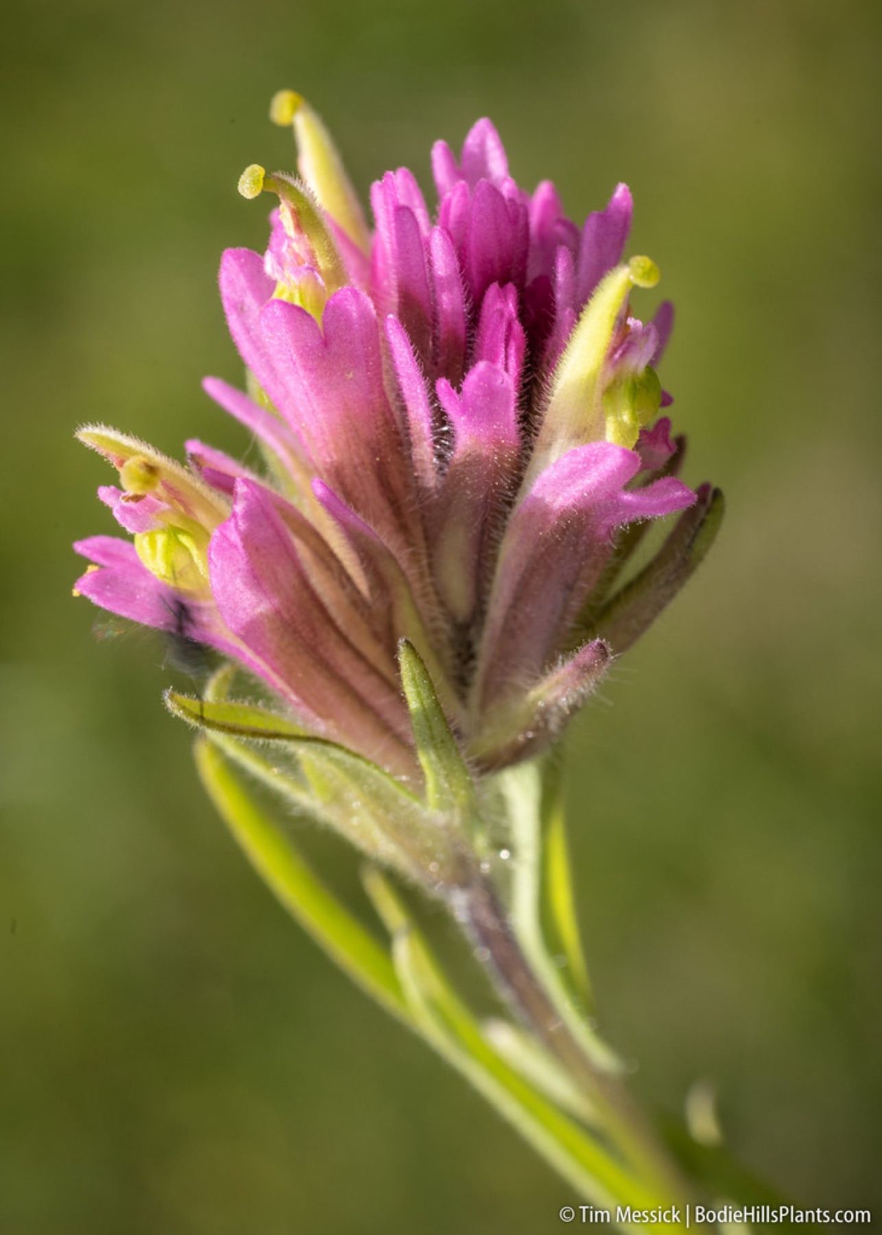 Lemmon's Paintbrush — photo 4