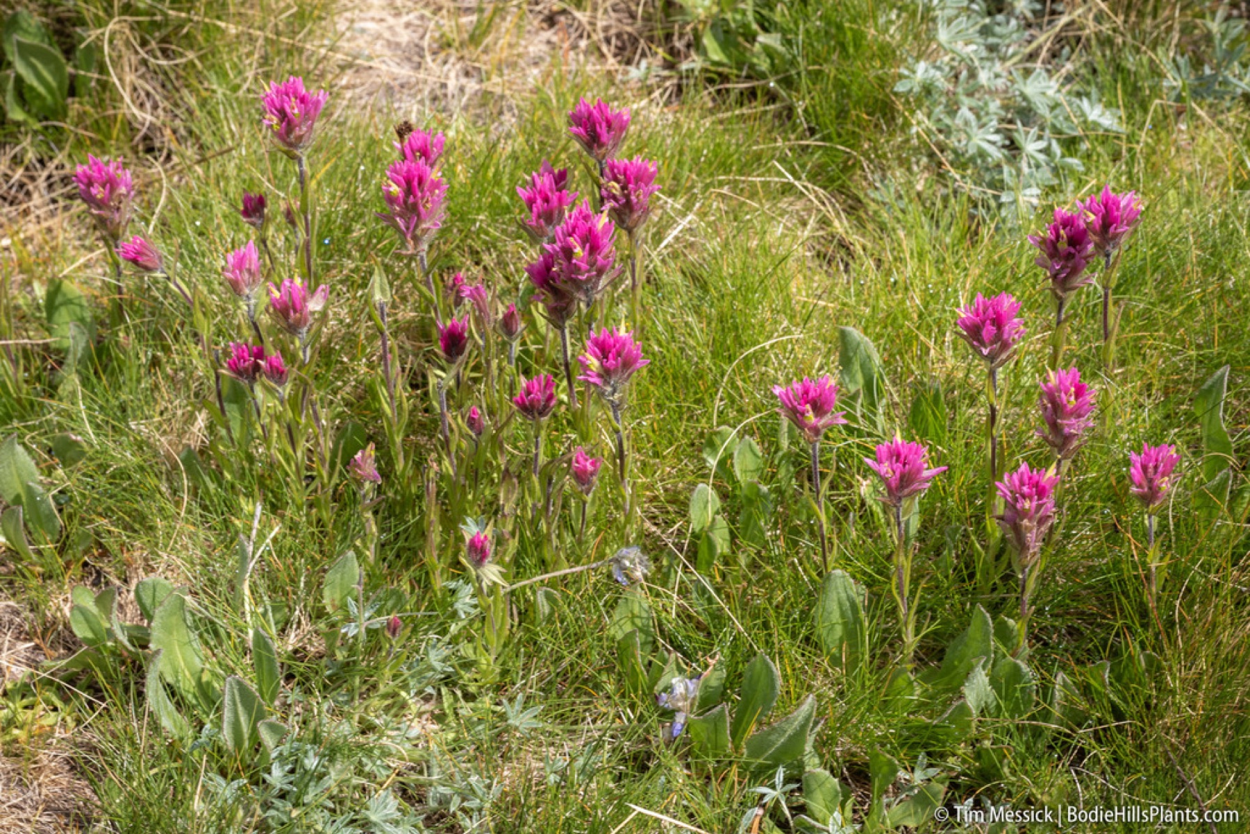 Lemmon's Paintbrush — photo 5