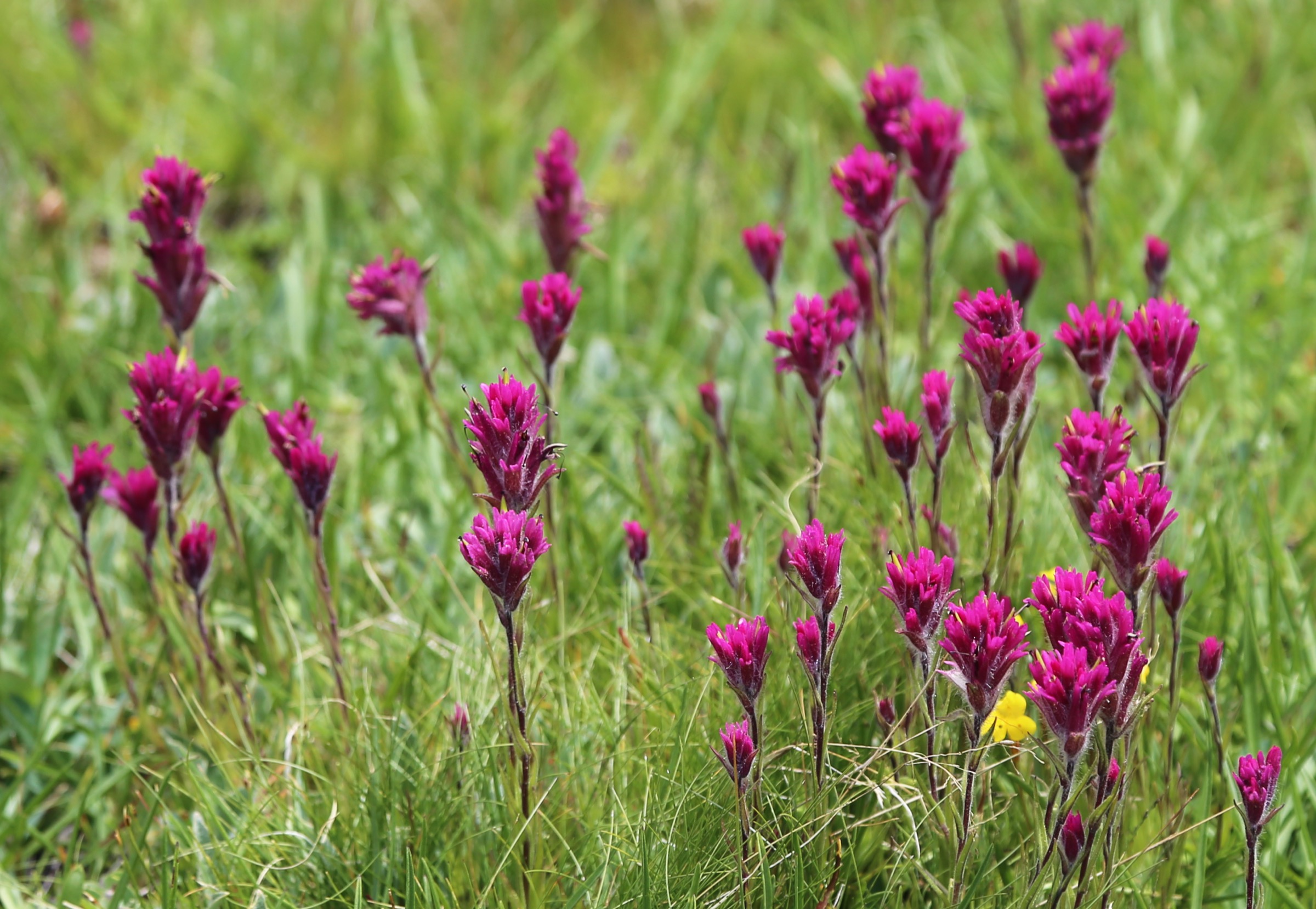 Lemmon's Paintbrush