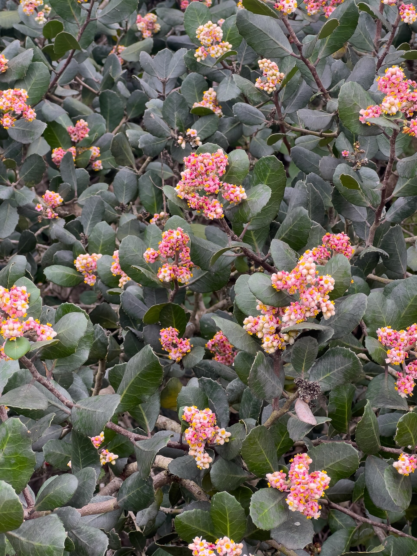 Lemonade Berry — photo 6