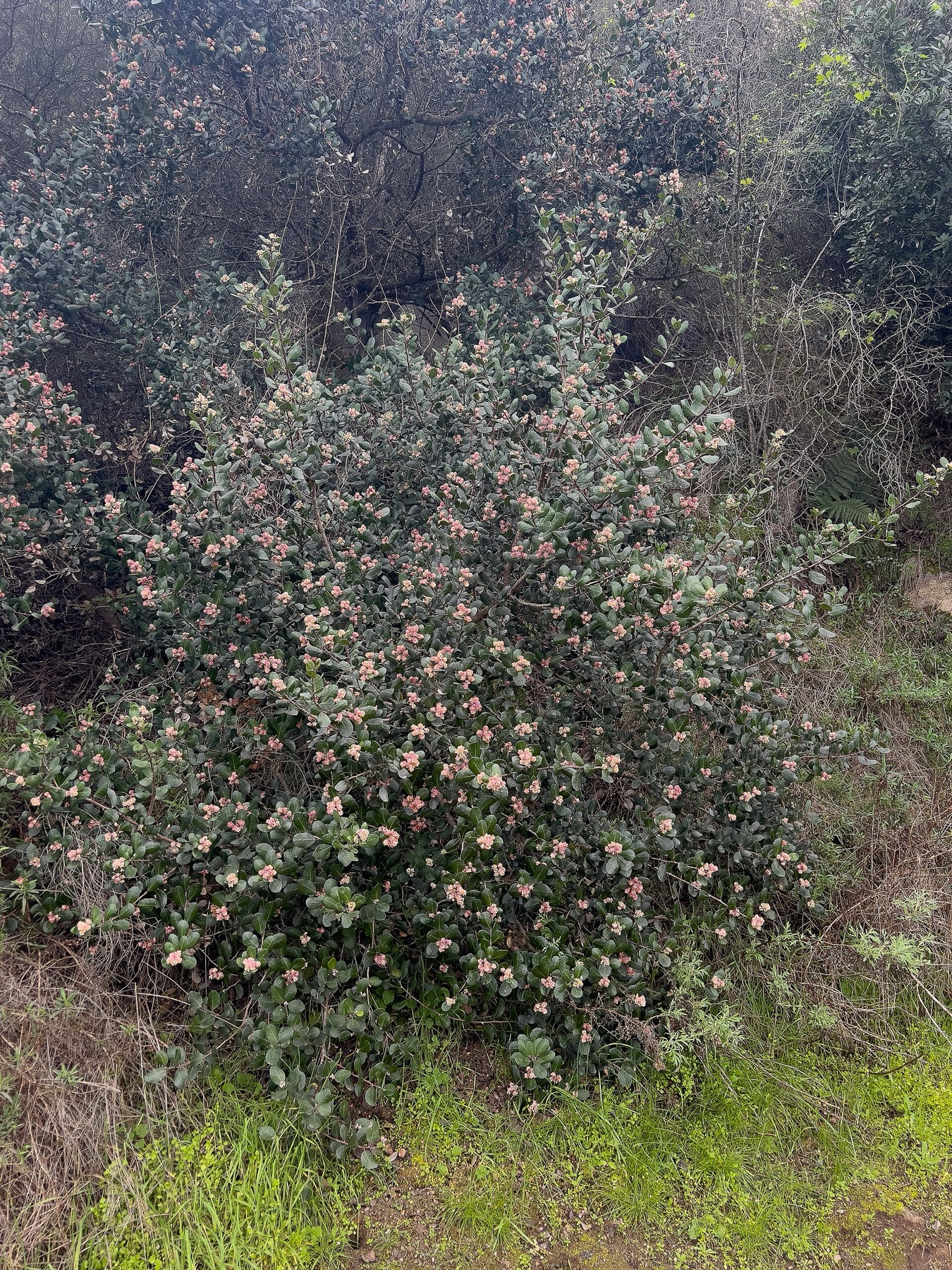 Lemonade Berry — photo 7