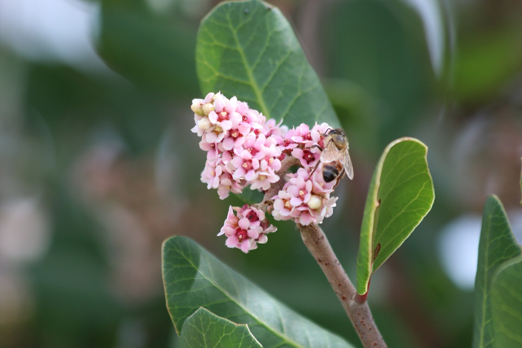 Lemonade Berry — photo 8
