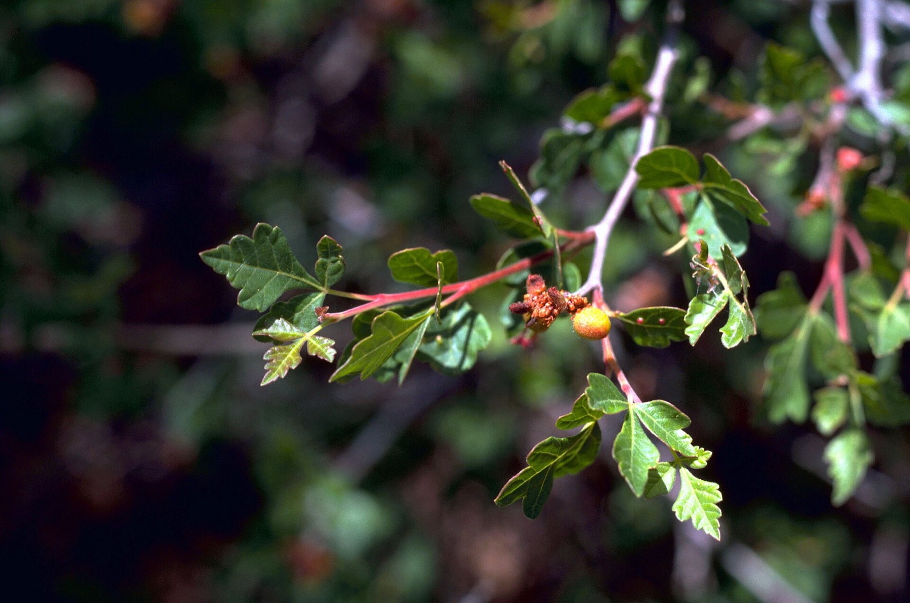 Lemonade Berry — photo 9