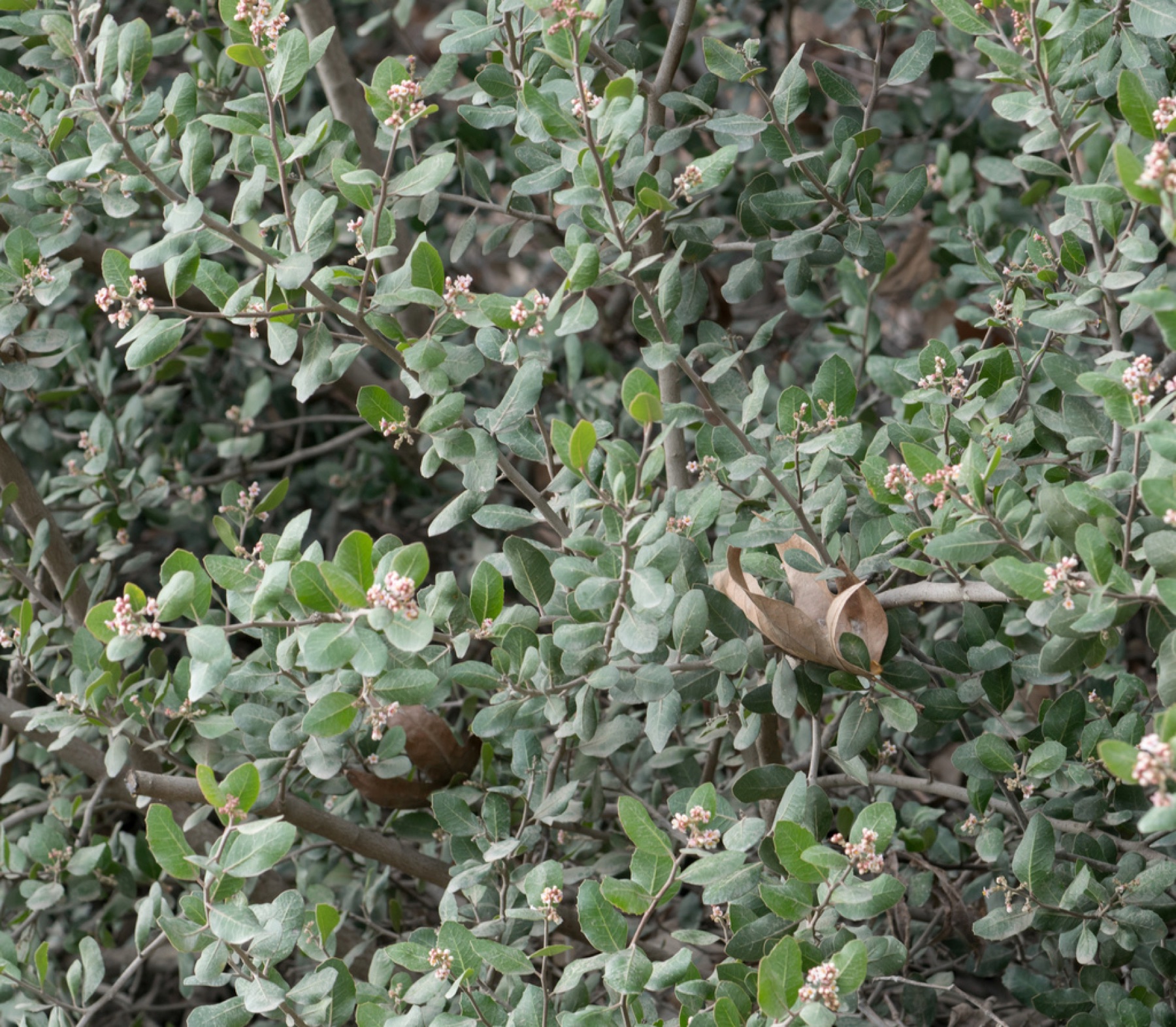 Lemonade Berry — photo 10