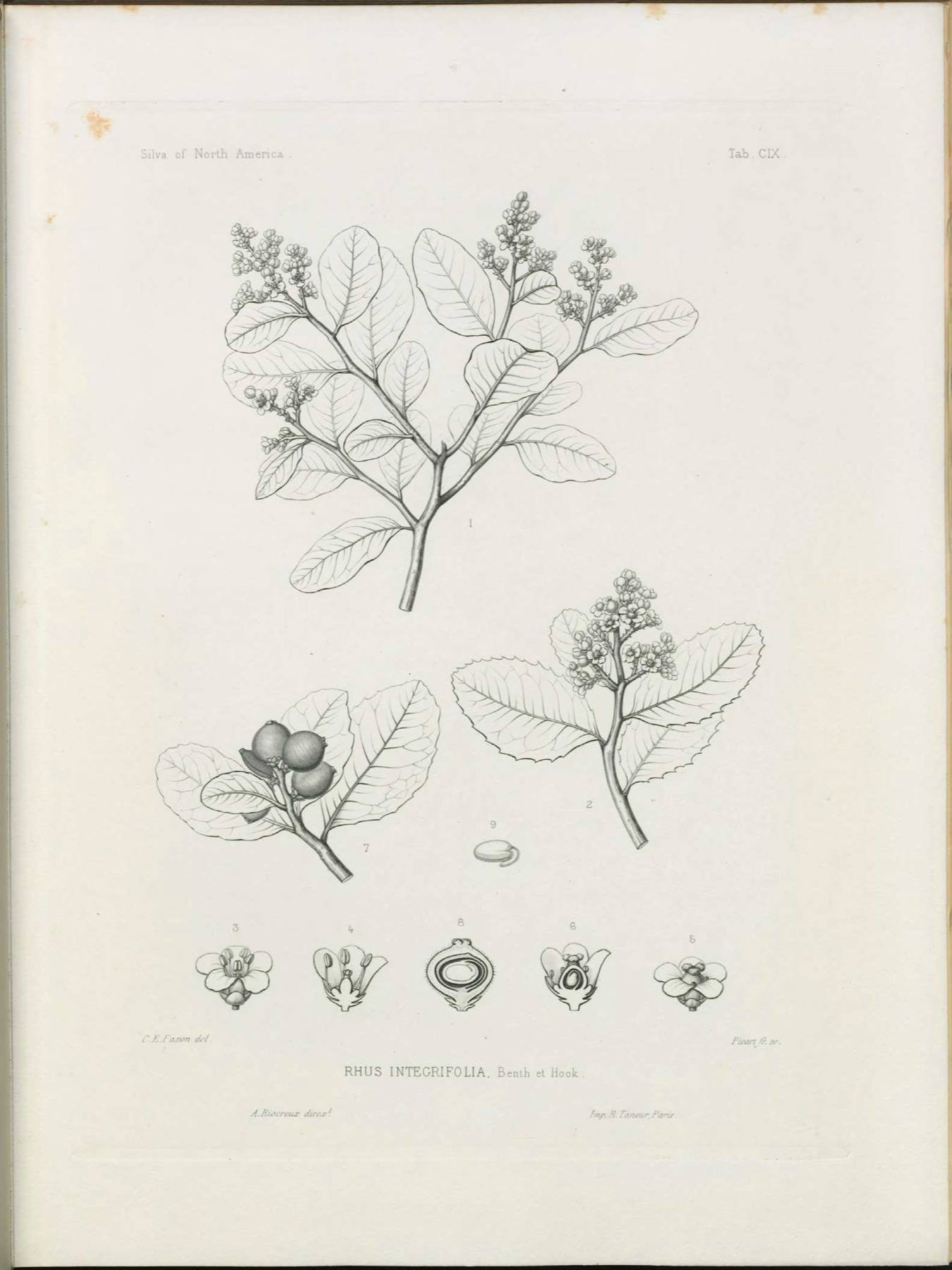 Lemonade Berry — photo 11