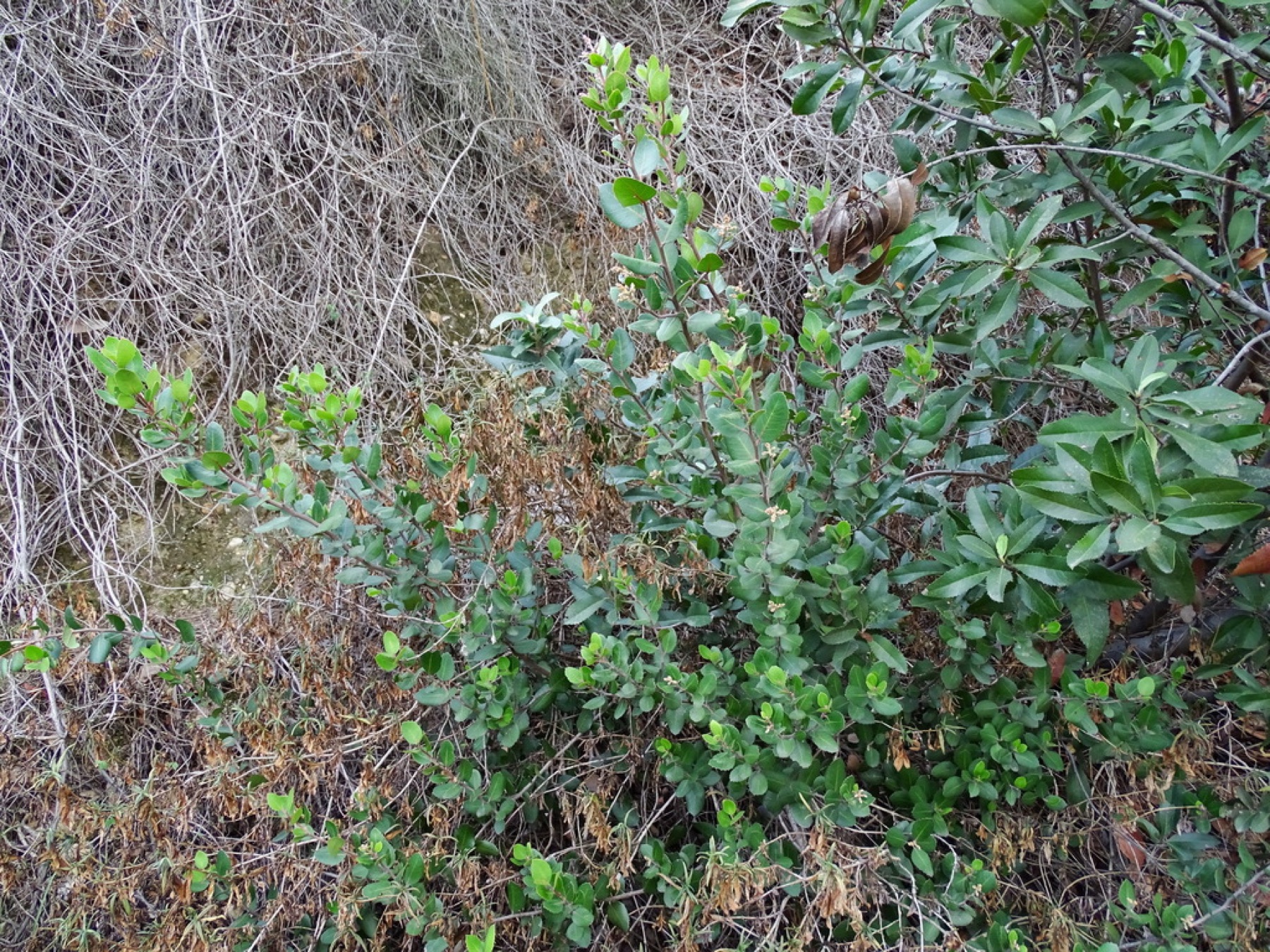 Lemonade Berry — photo 12