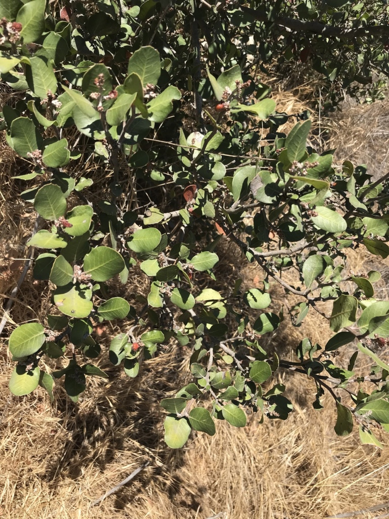Lemonade Berry — photo 13