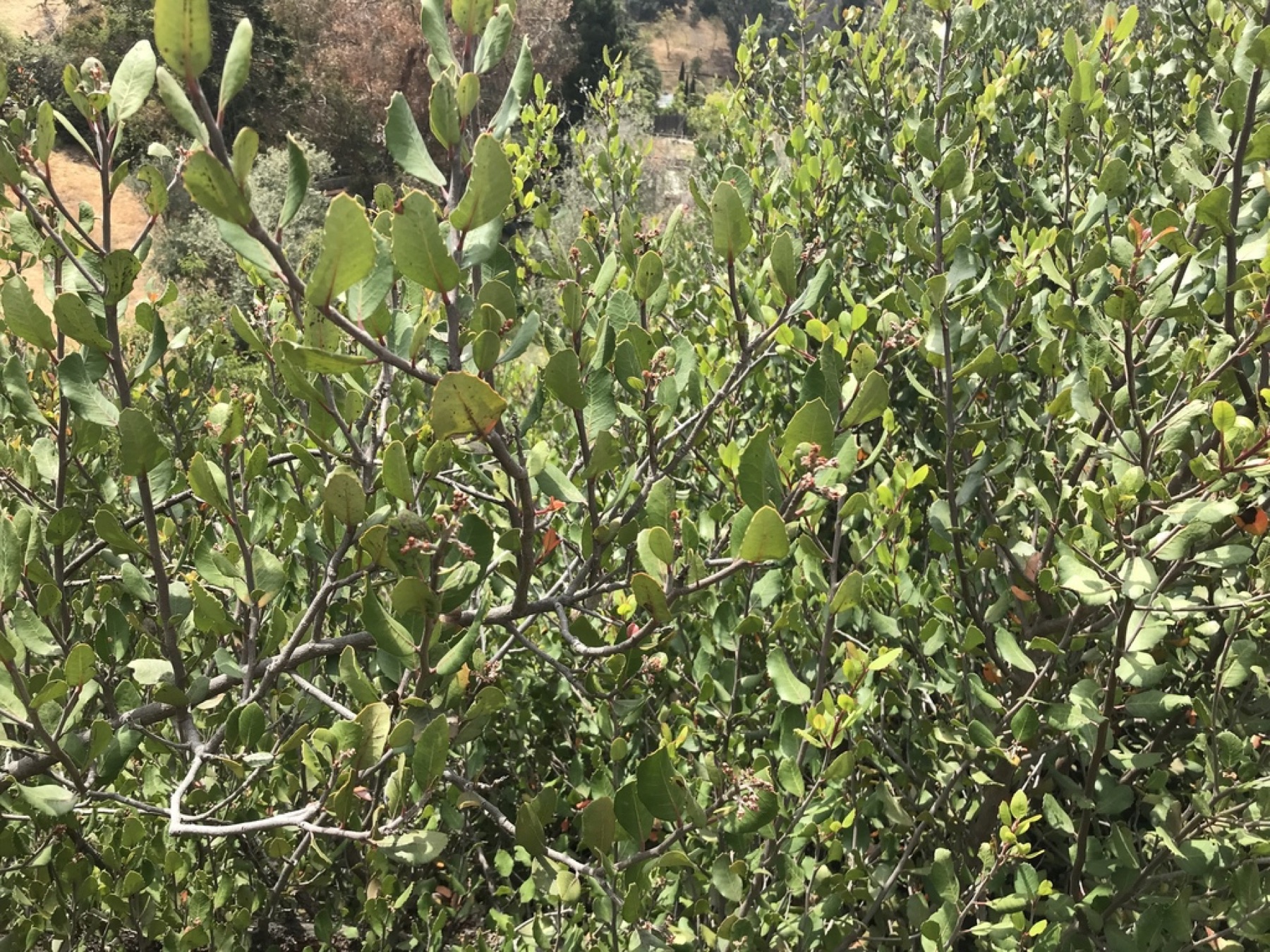 Lemonade Berry — photo 14