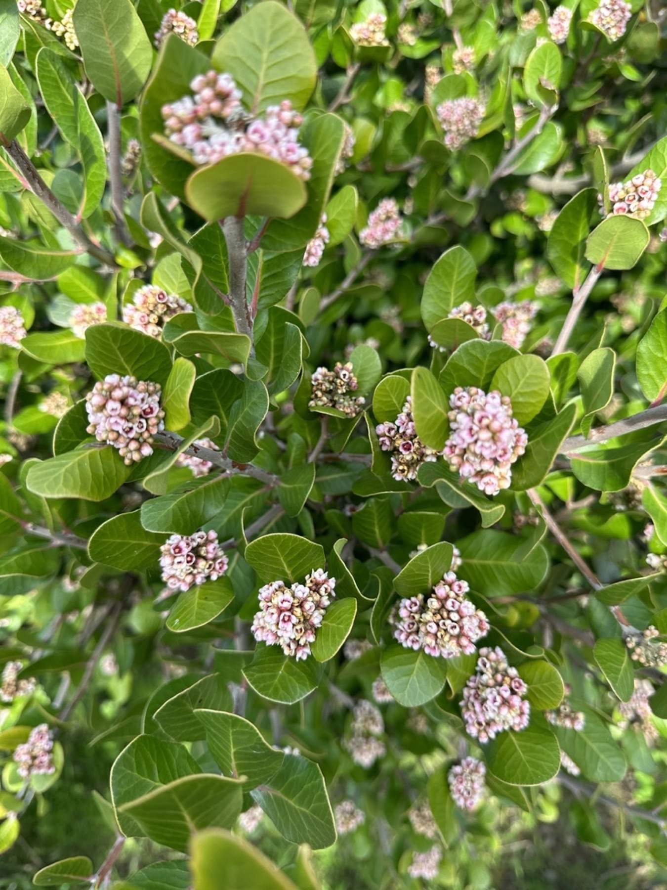 Lemonade Berry — photo 15