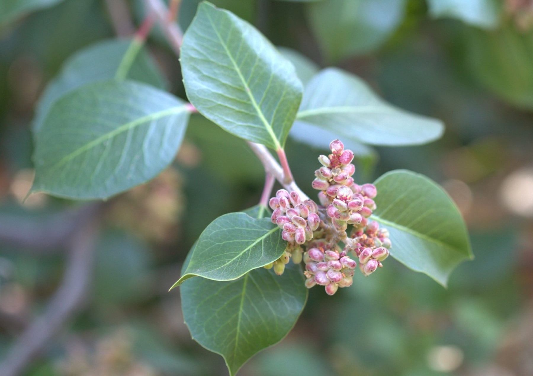 Lemonade Berry — photo 17