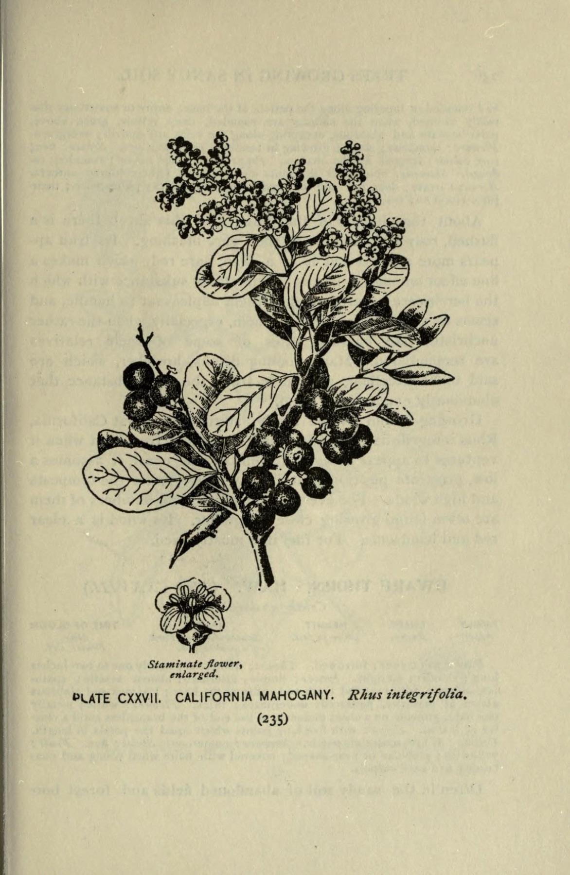 Lemonade Berry — photo 18