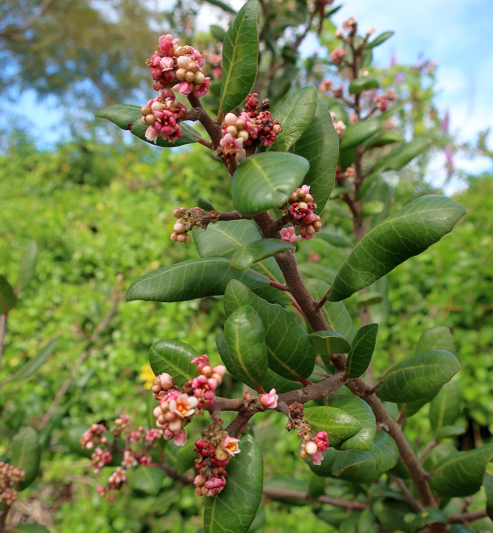 Lemonade Berry — photo 19