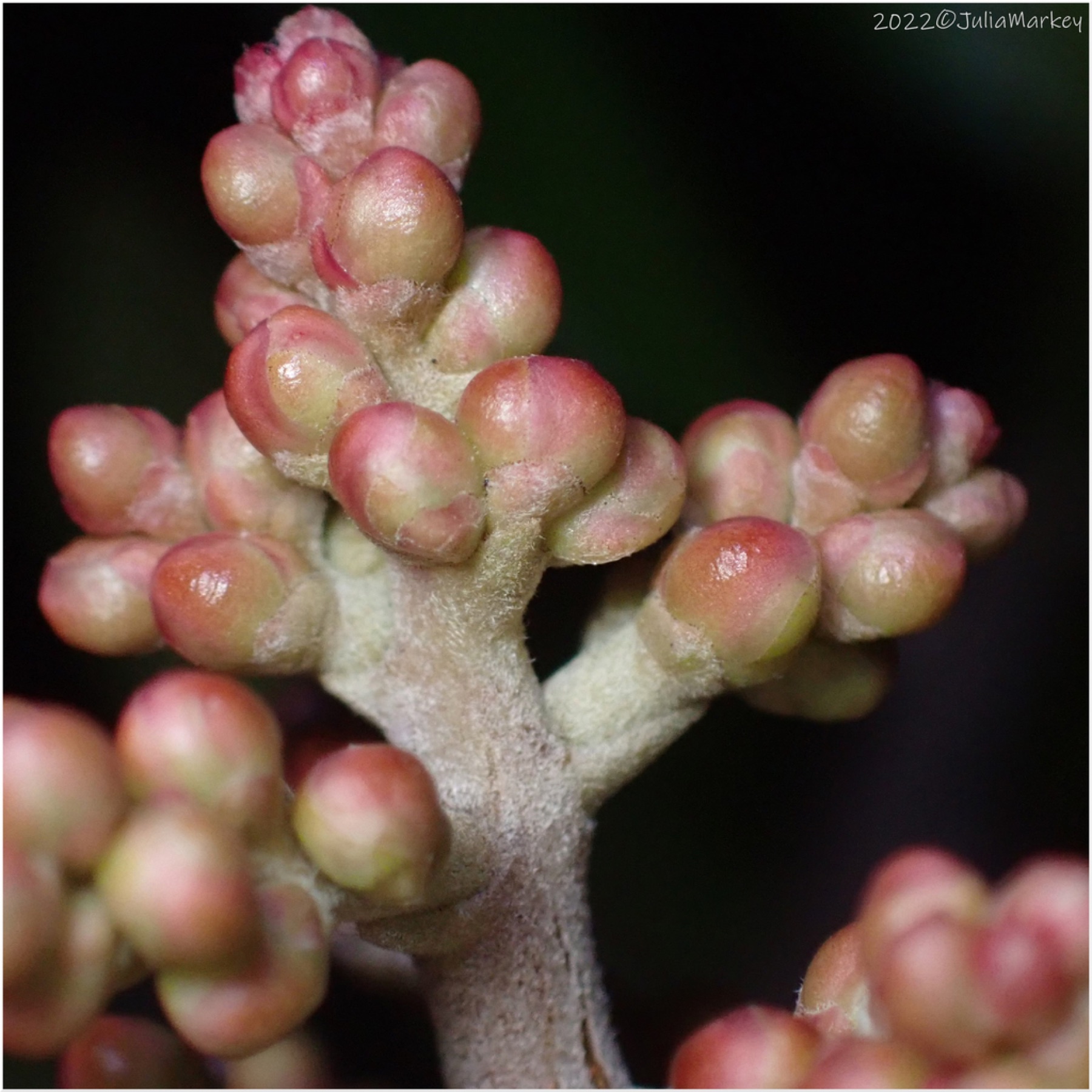 Lemonade Berry — photo 21