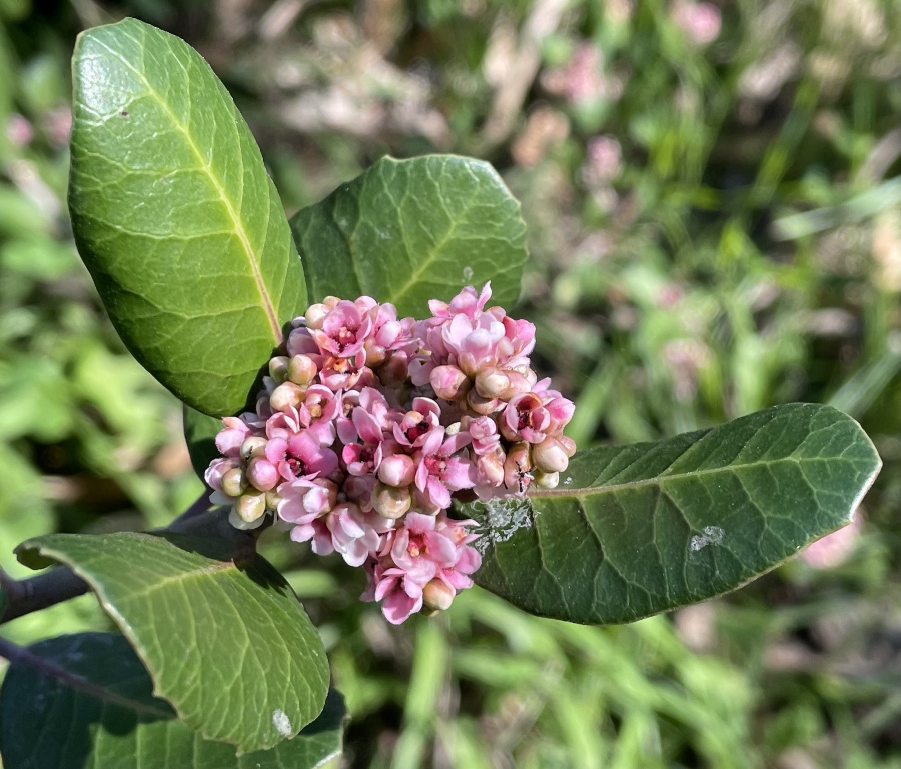 Lemonade Berry — photo 22