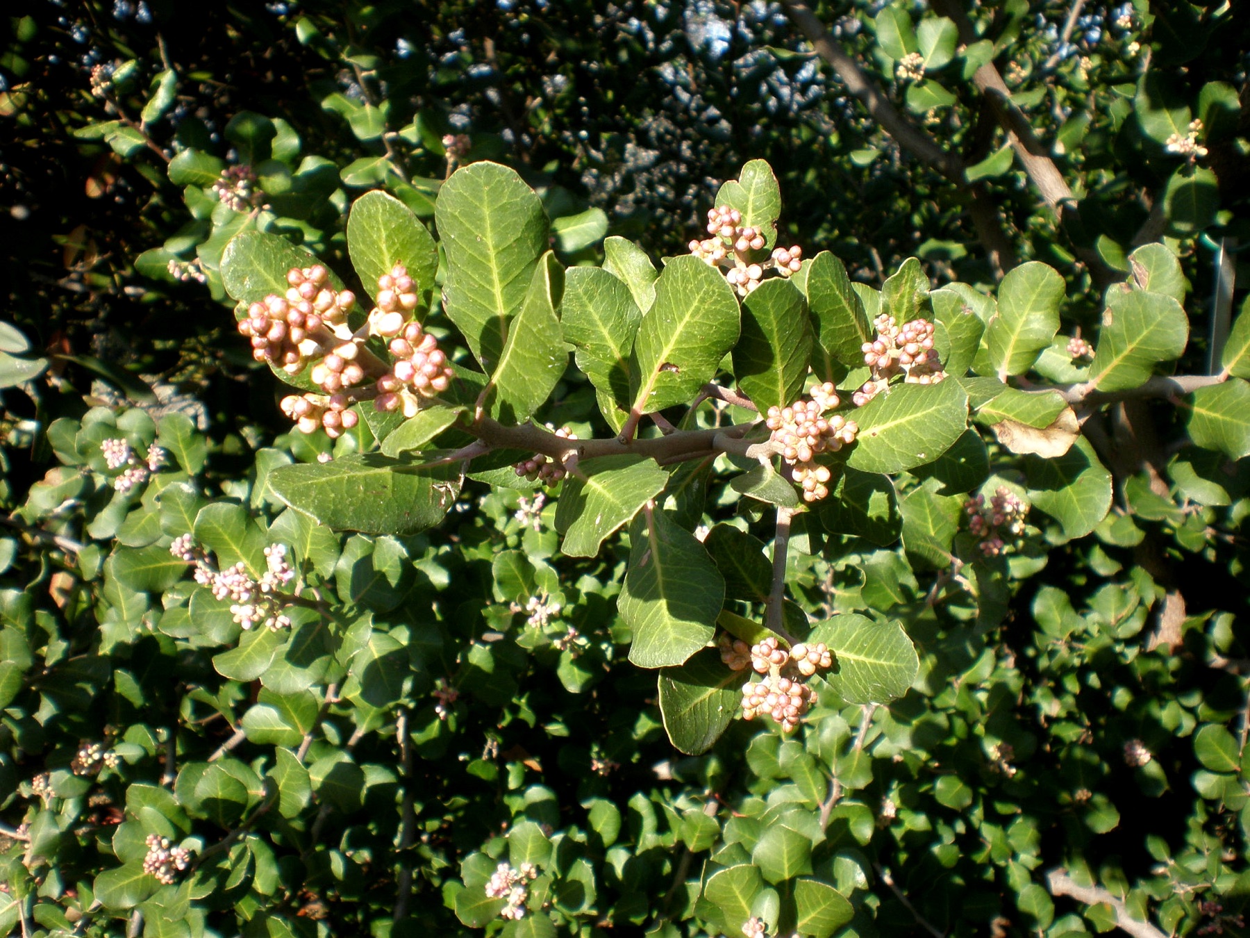 Lemonade Berry — photo 23