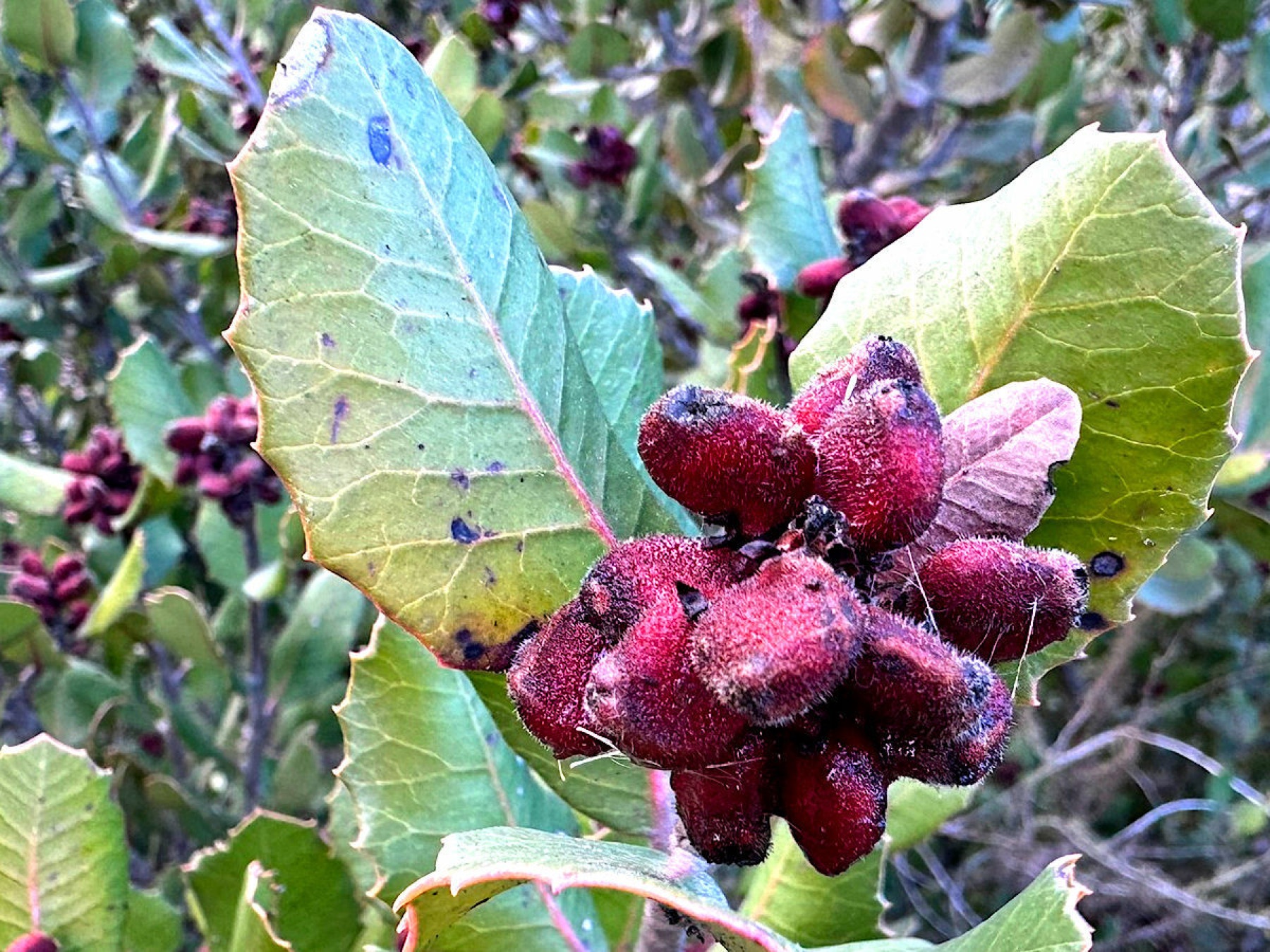 Lemonade Berry — photo 24