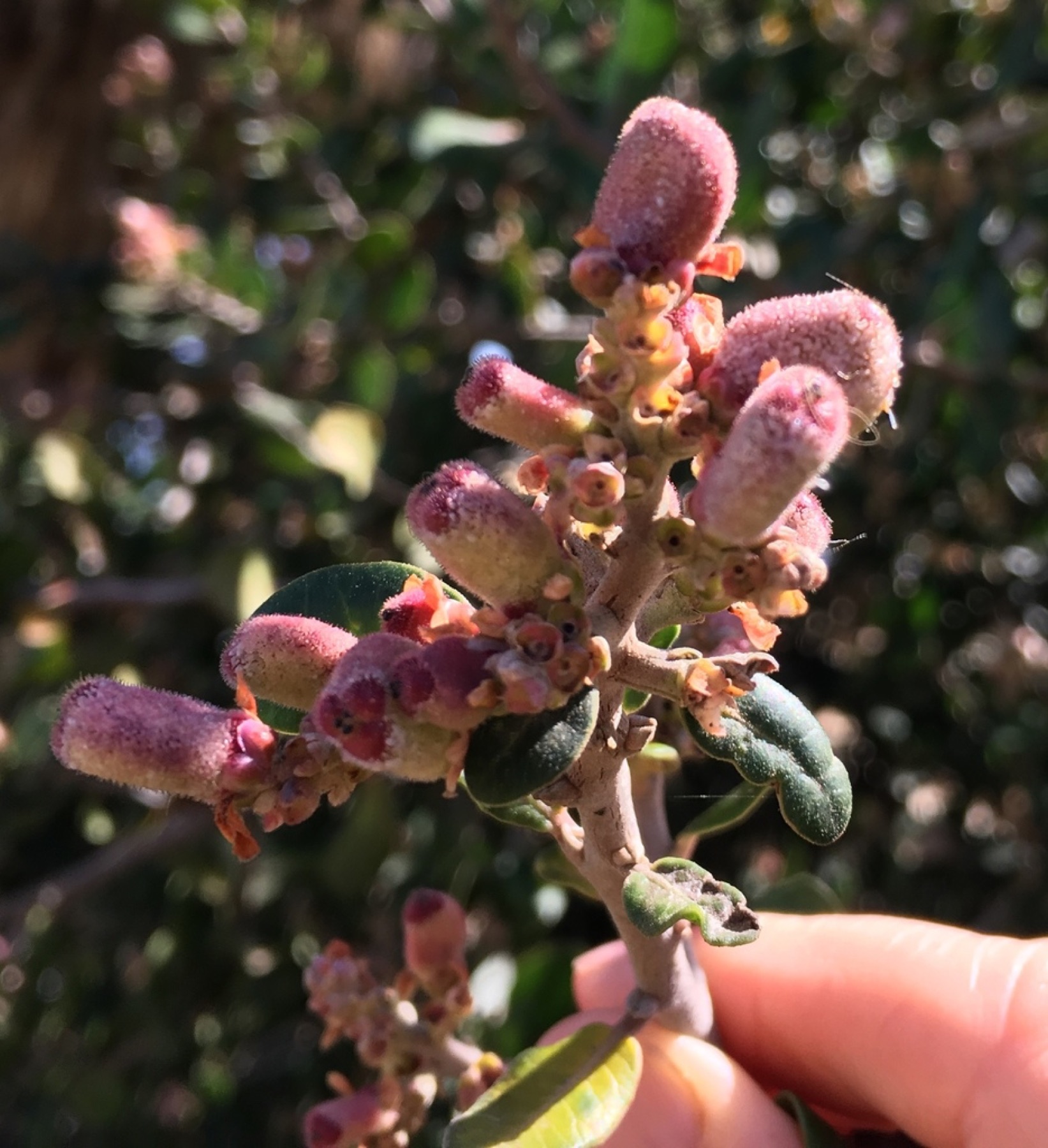 Lemonade Berry — photo 2