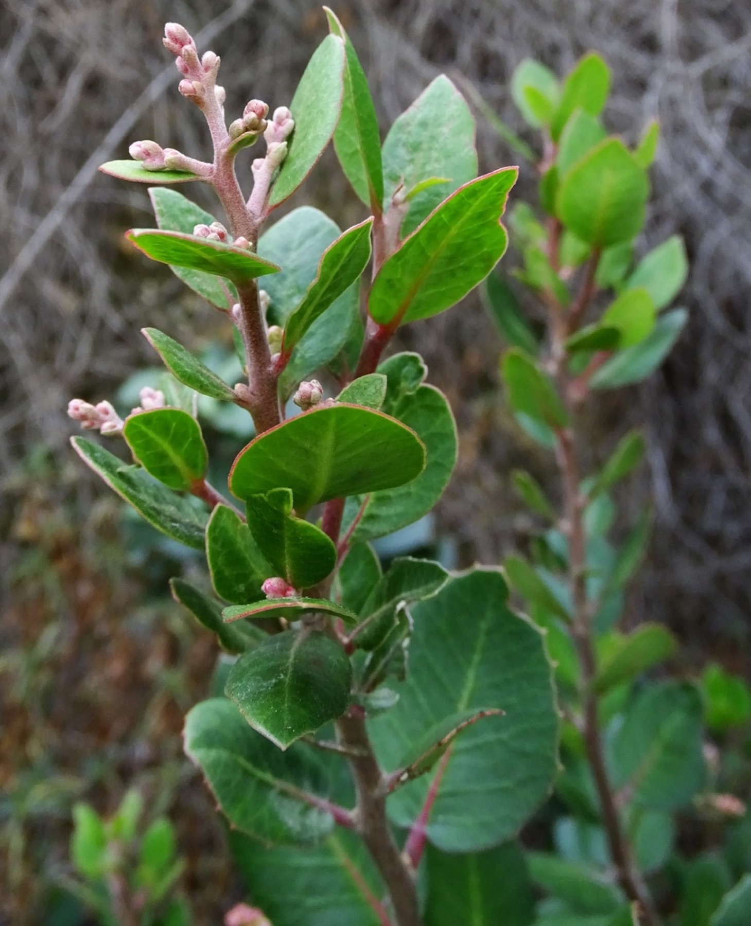 Lemonade Berry — photo 3