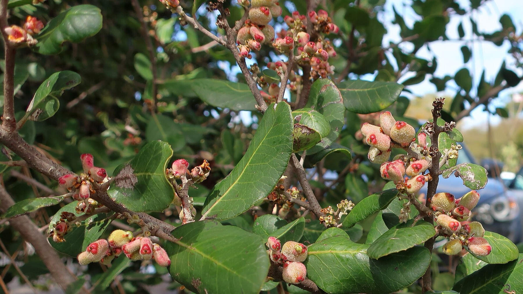 Lemonade Berry — photo 4