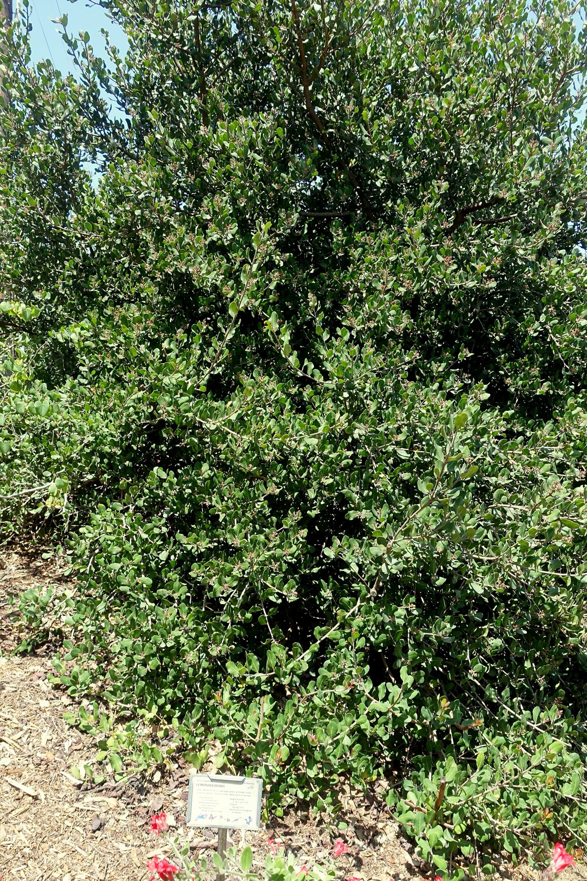 Lemonade Berry — photo 5