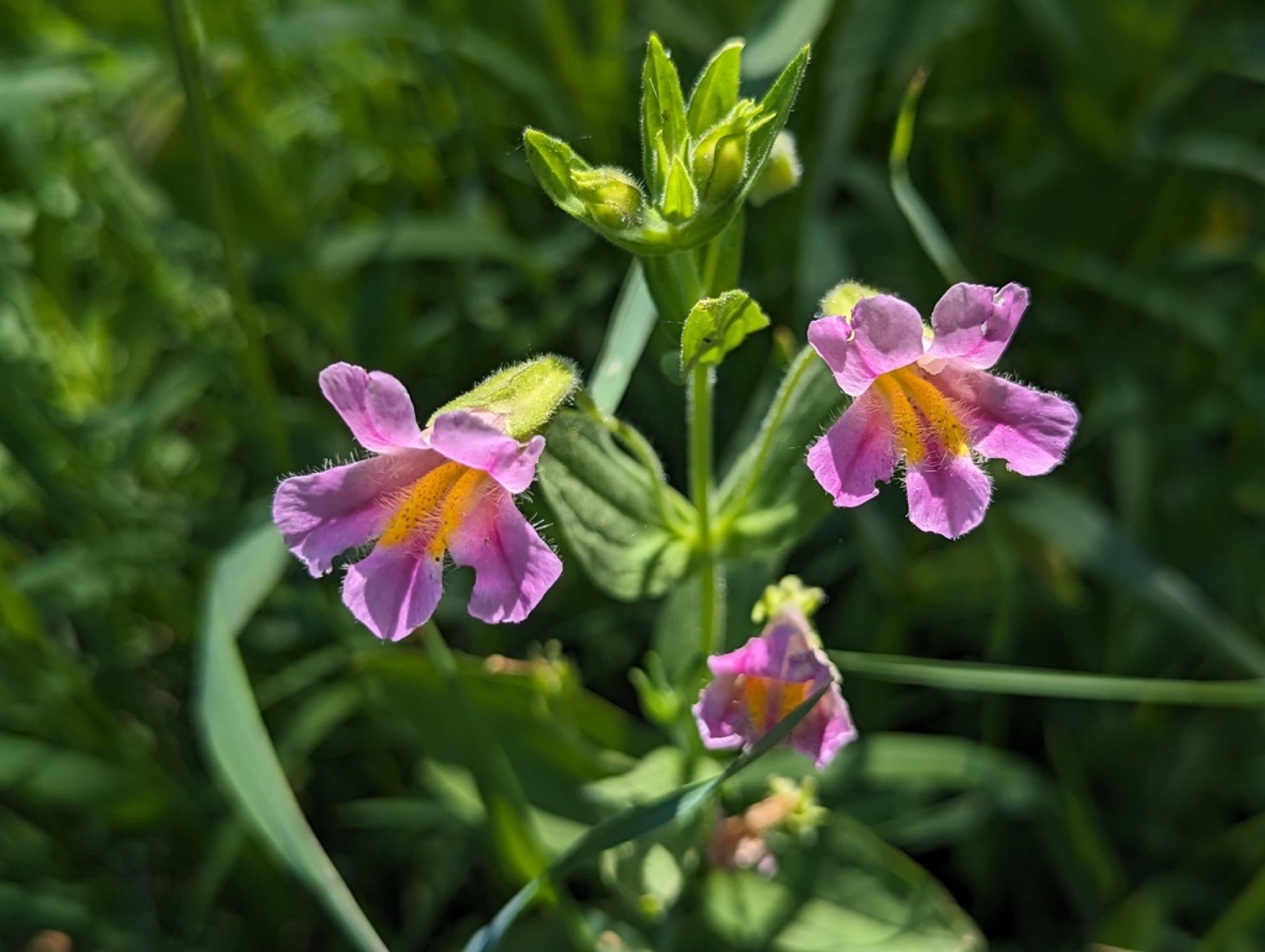 Lewis's Monkeyflower