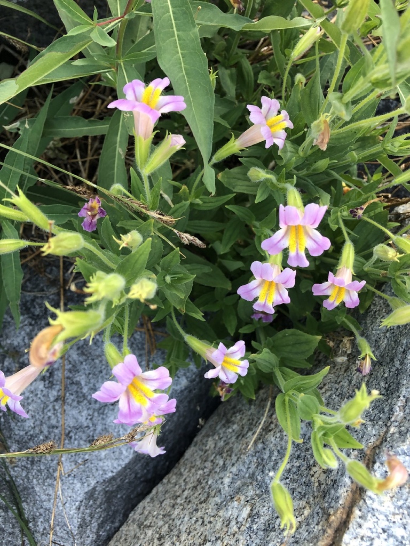 Lewis's Monkeyflower — photo 2