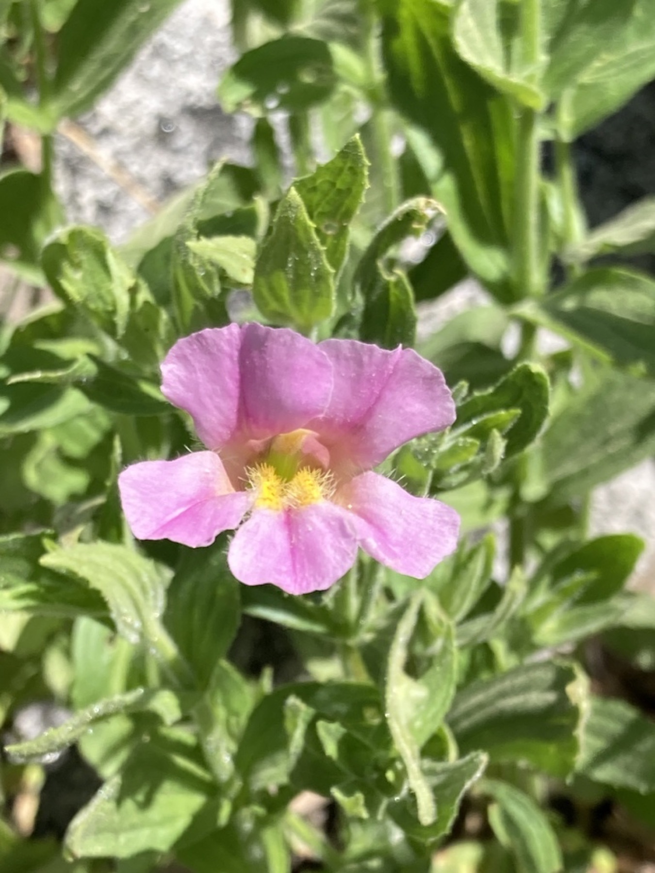 Lewis's Monkeyflower — photo 3