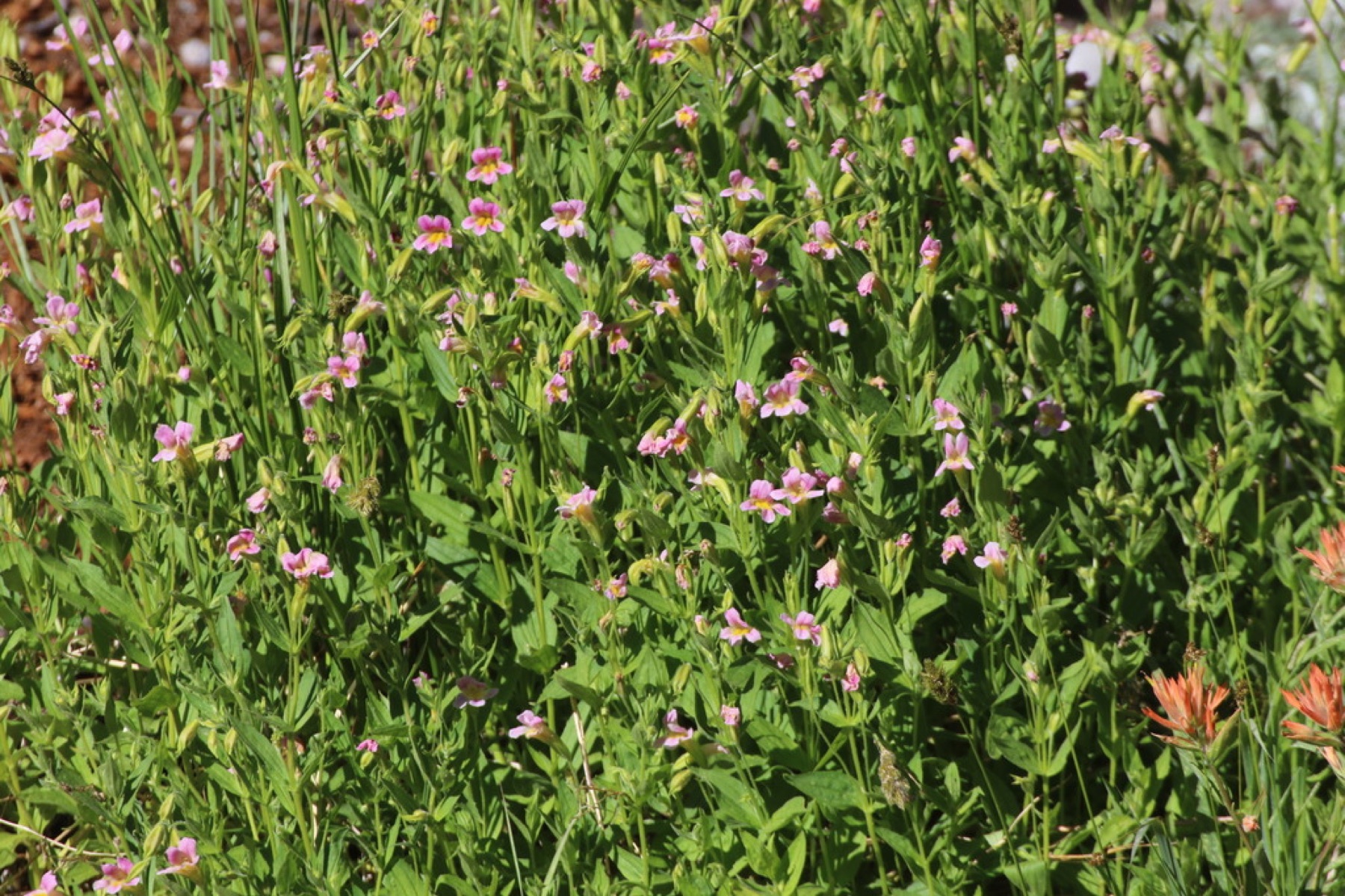 Lewis's Monkeyflower — photo 4