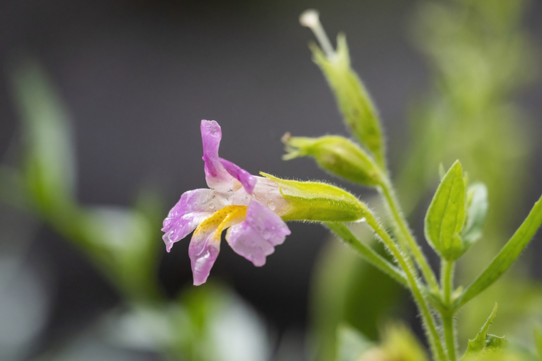 Lewis's Monkeyflower — photo 5