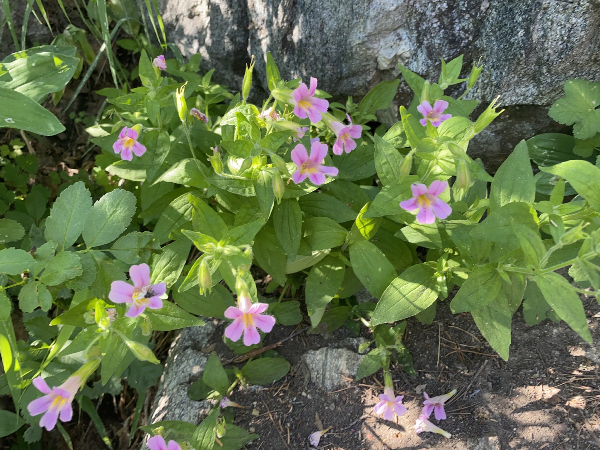 Lewis's Monkeyflower