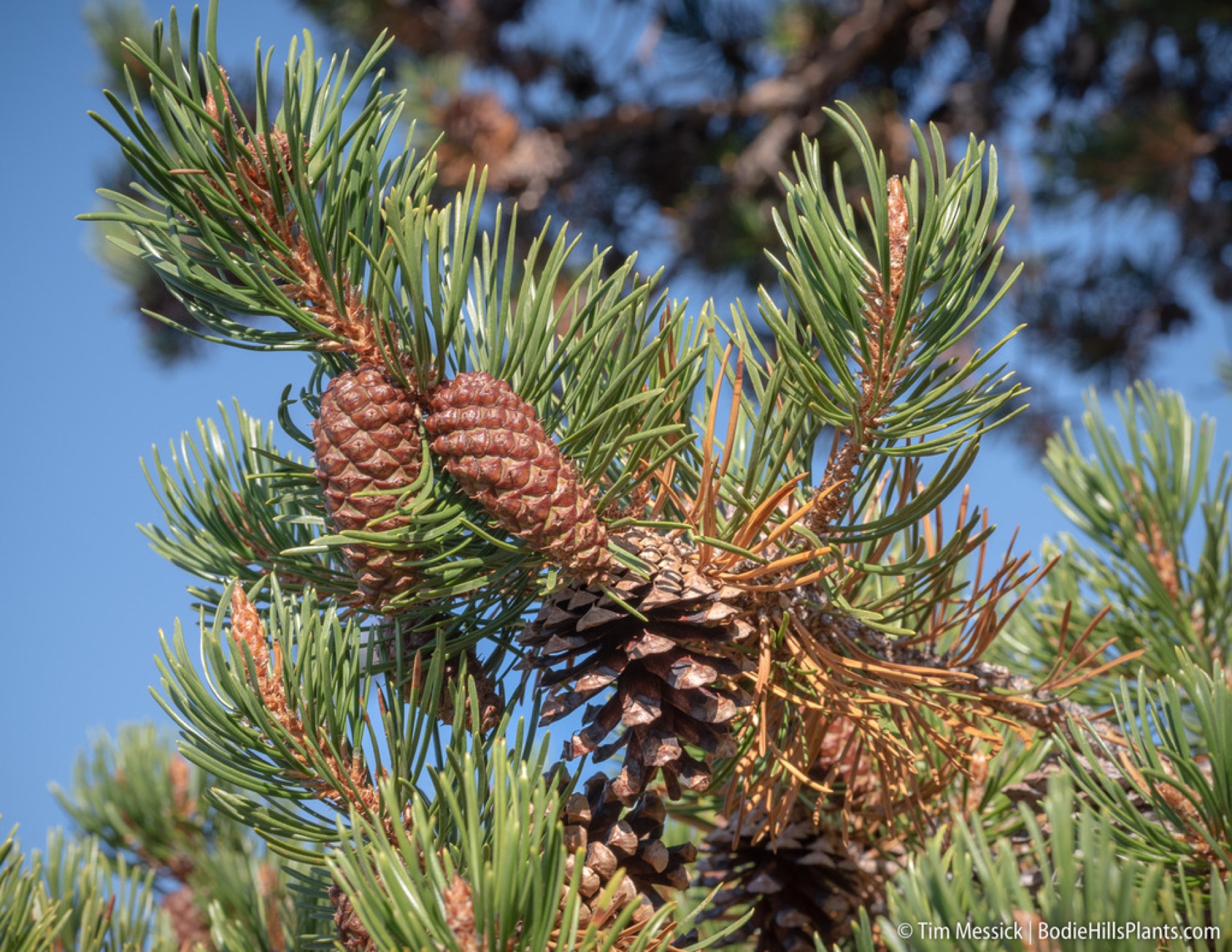 Lodgepole Pine — photo 9